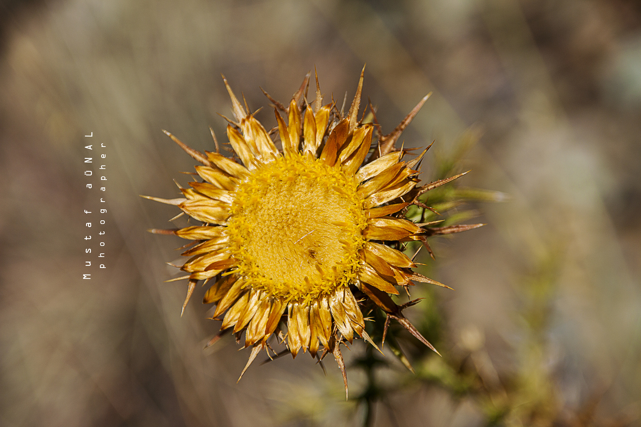 Sigma 18-200mm f/3.5-6.3 DC OS sample photo. Visible light s_1 photography