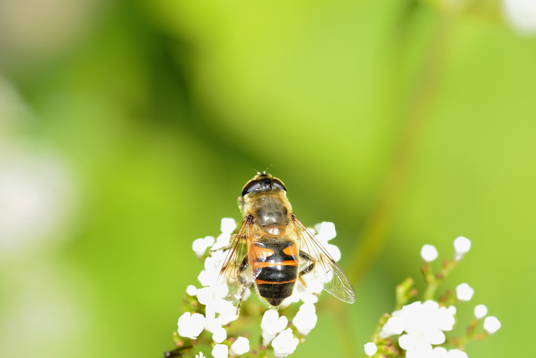 Nikon D7100 + Sigma 105mm F2.8 EX DG Macro sample photo. **** photography