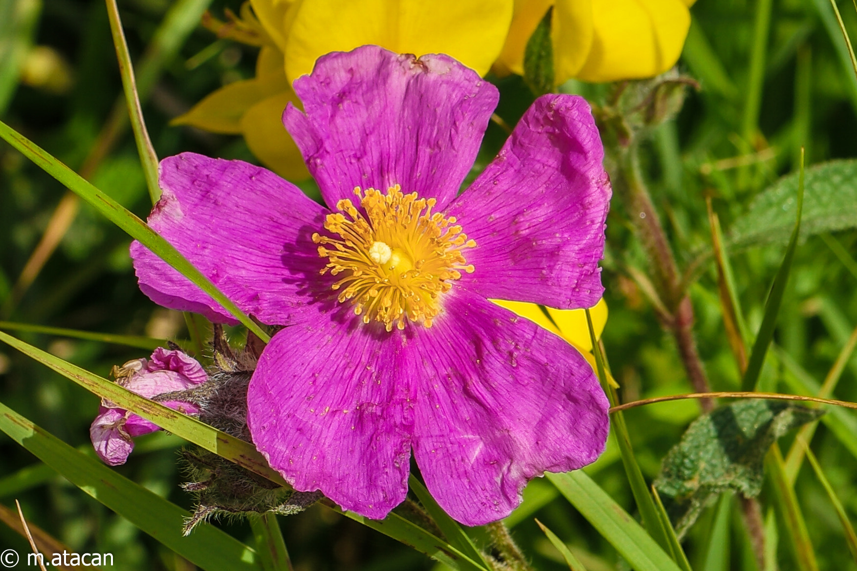 NX 60mm F2.8 Macro sample photo. Colors of nature photography