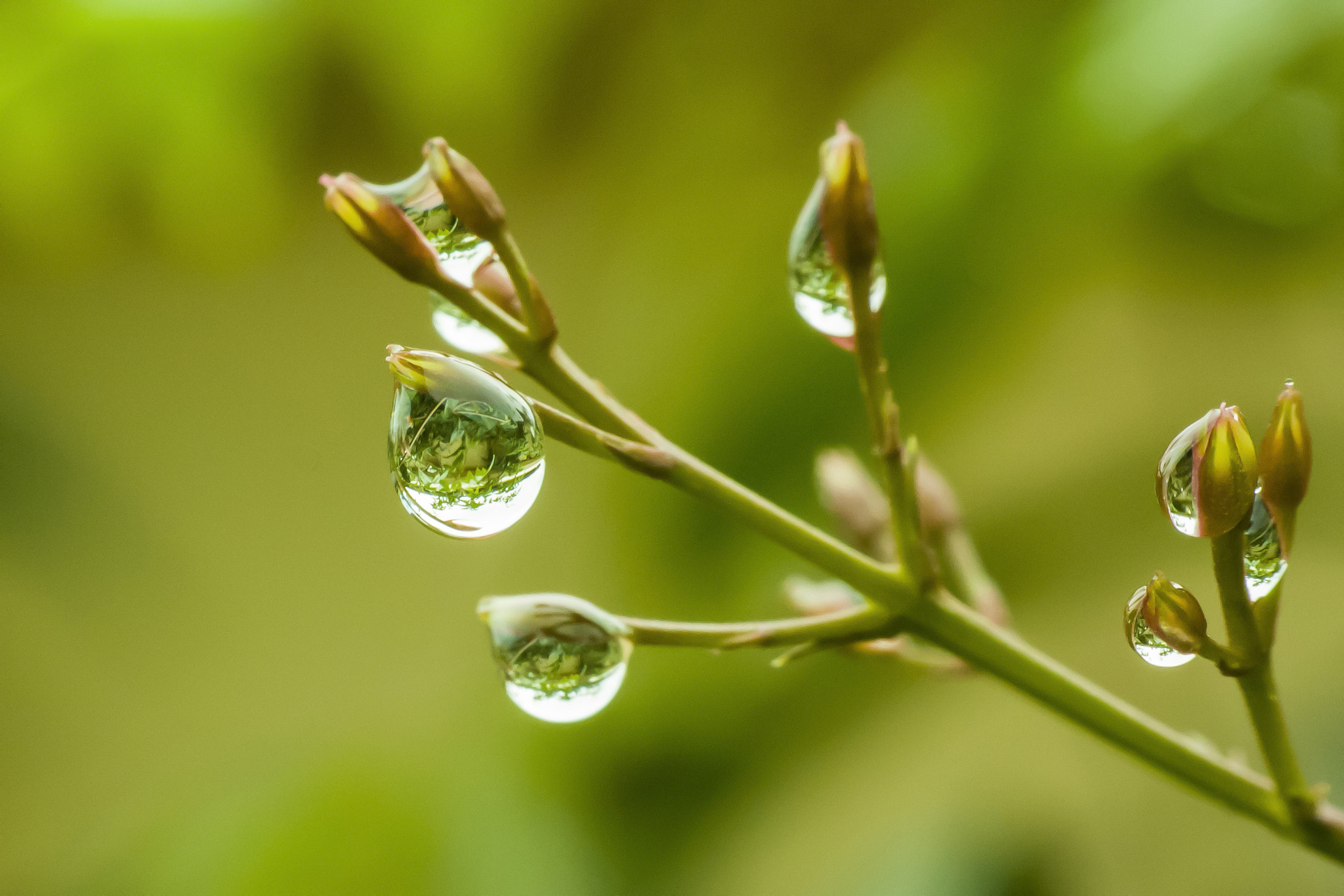 Canon EF 35-80mm f/4-5.6 sample photo. Raindrops with reflection with shallow dof photography