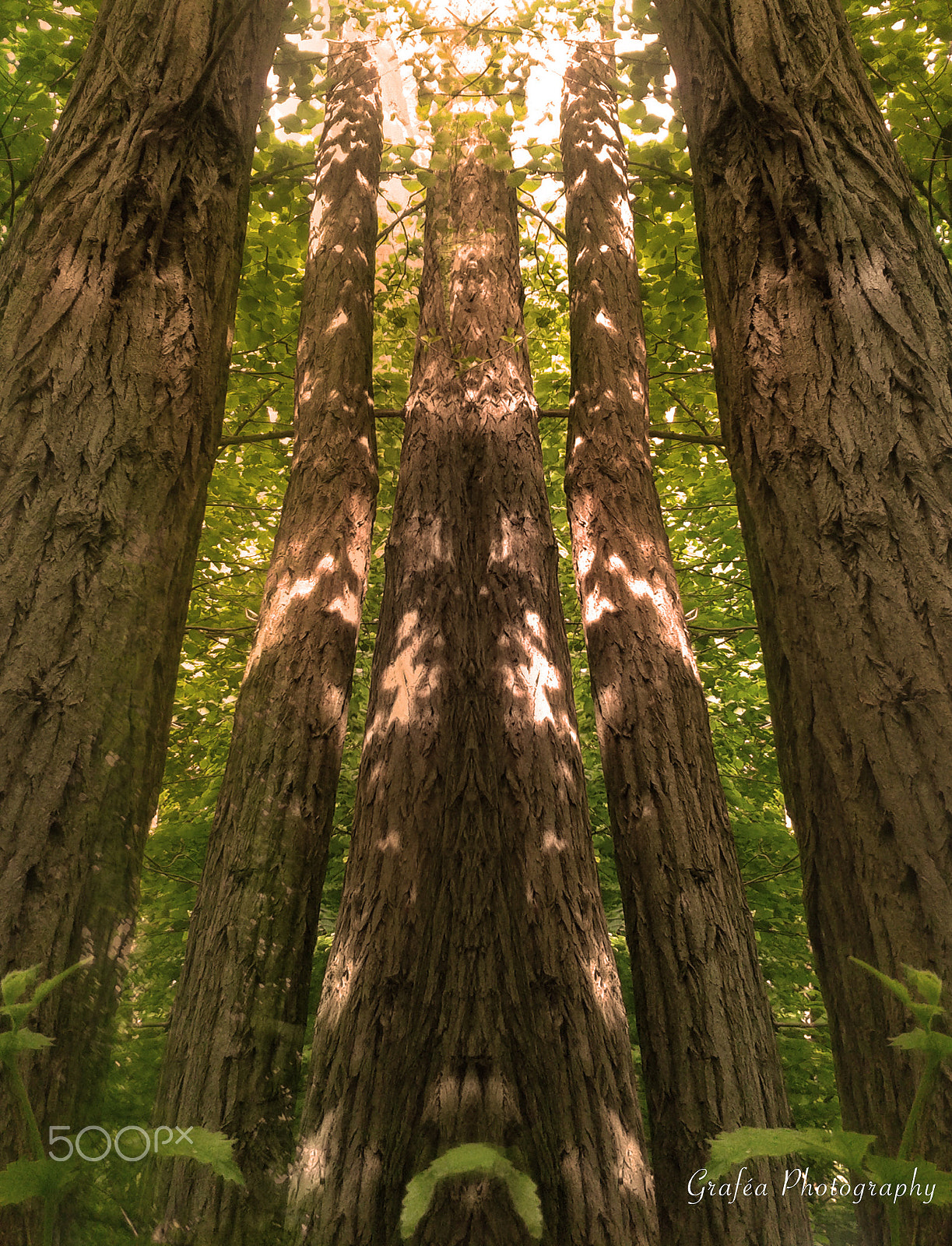 Samsung Galaxy S DUOS sample photo. Totem trees photography