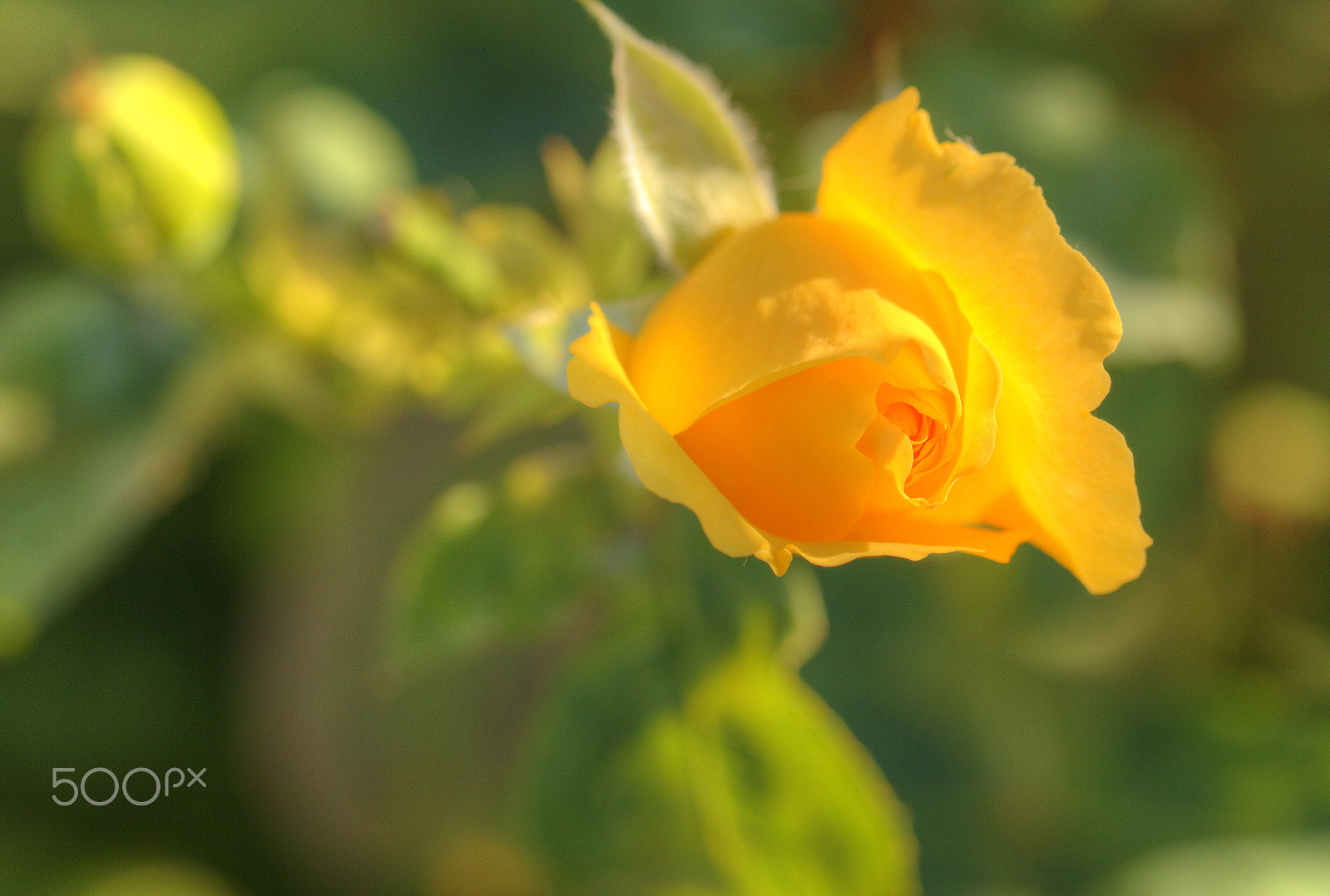 Canon EOS 5DS + Canon EF 100mm F2.8L Macro IS USM sample photo. Blomming yellow flower photography