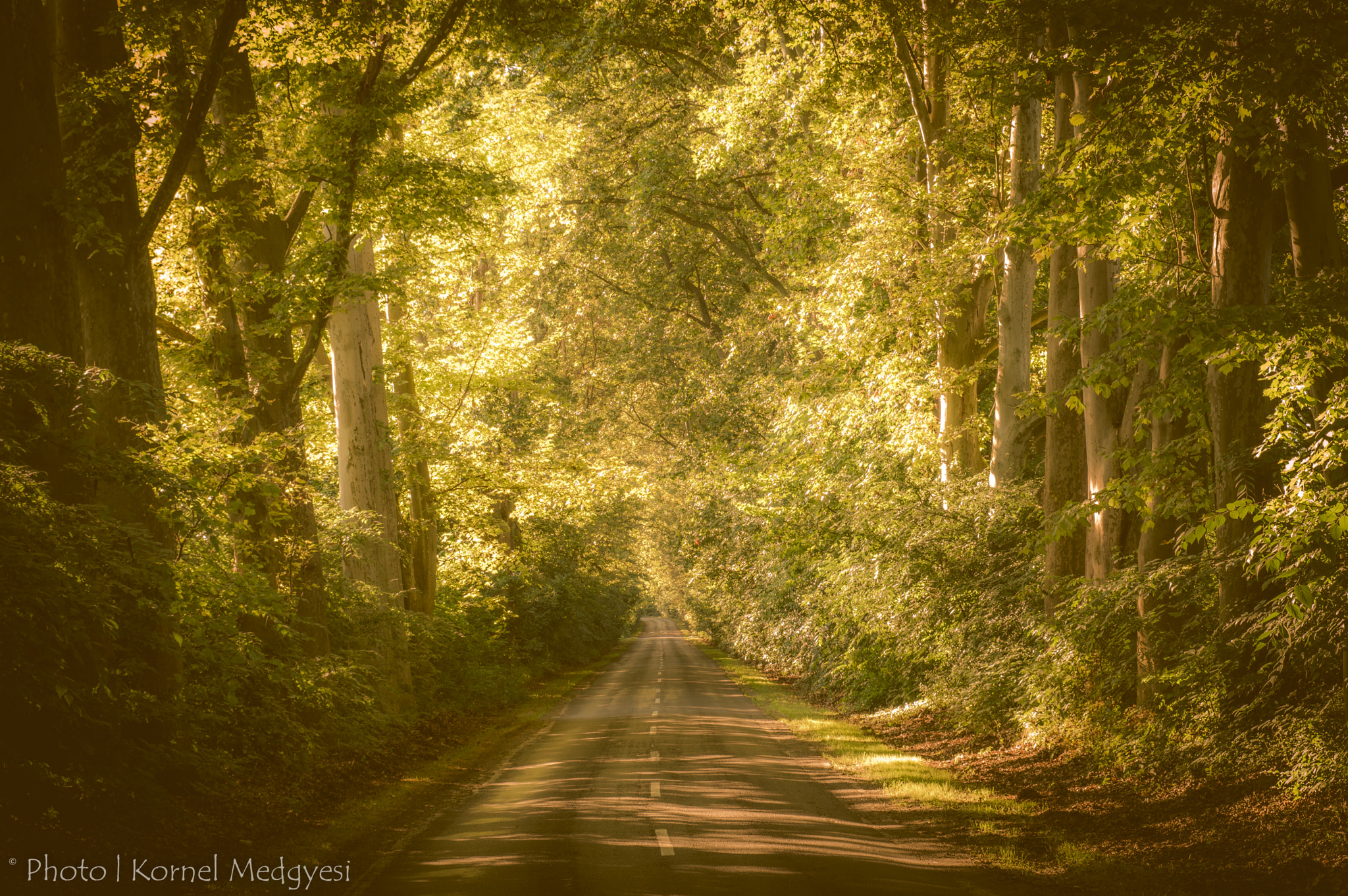 Tamron SP 24-70mm F2.8 Di VC USD sample photo. Road in a mystic forest photography