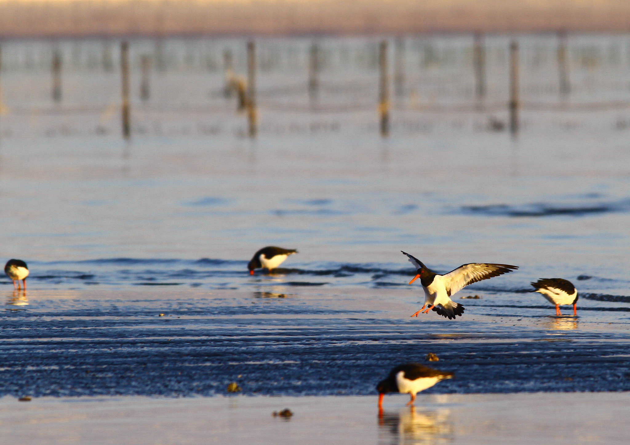 Canon EF 300mm f/2.8L + 1.4x sample photo. Landing photography