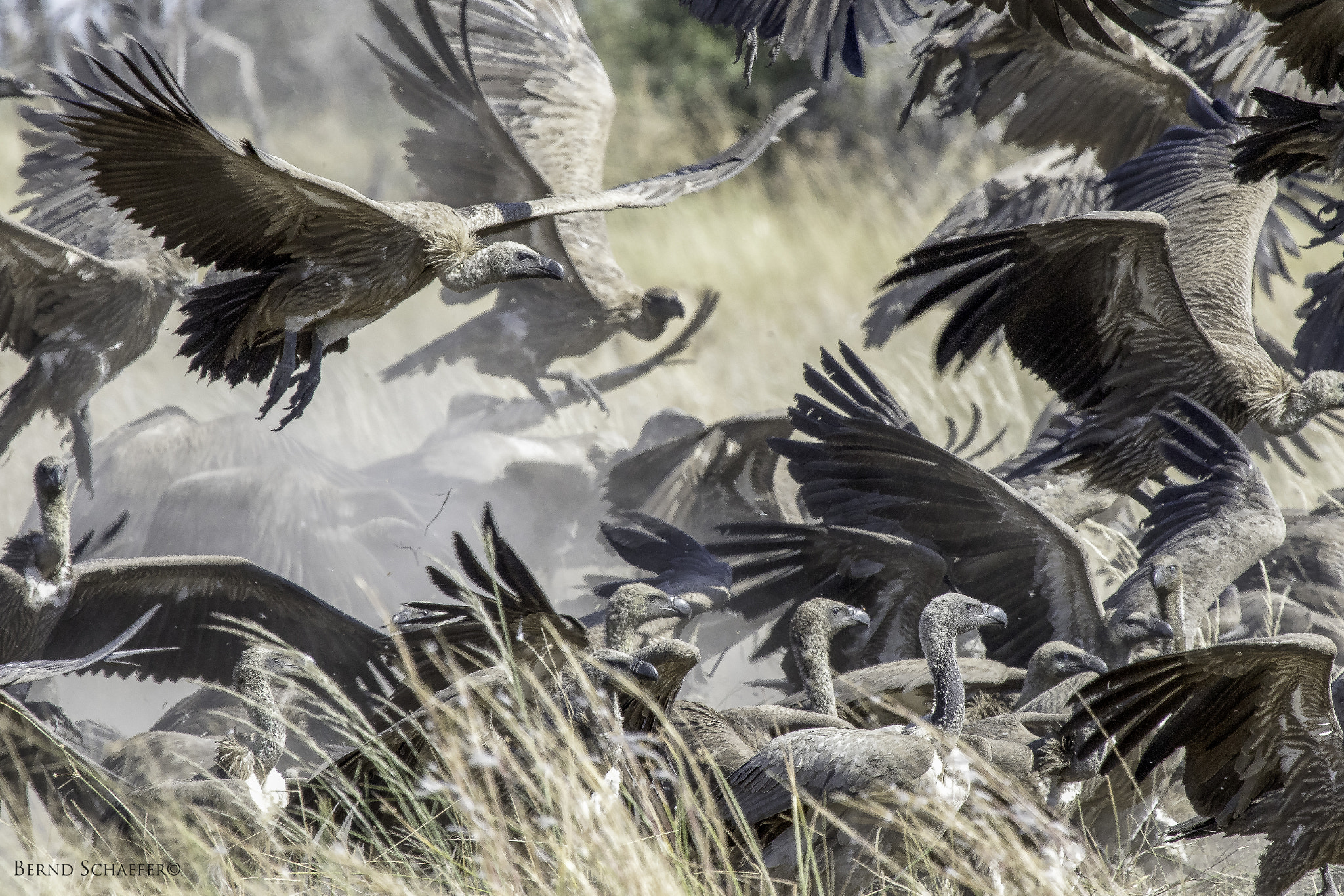 Canon EF 100-400mm F4.5-5.6L IS USM sample photo. One more unsuccessful chase photography