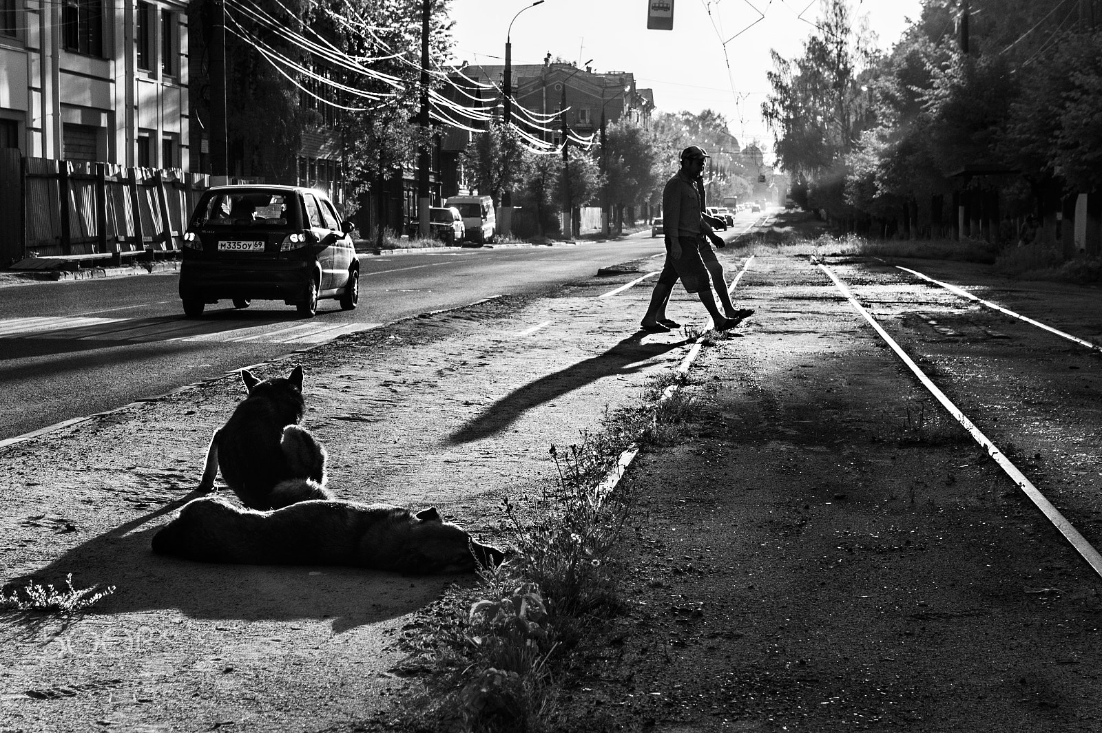 Sony Alpha NEX-3 + Sony E 16-50mm F3.5-5.6 PZ OSS sample photo. Shadows dogs photography