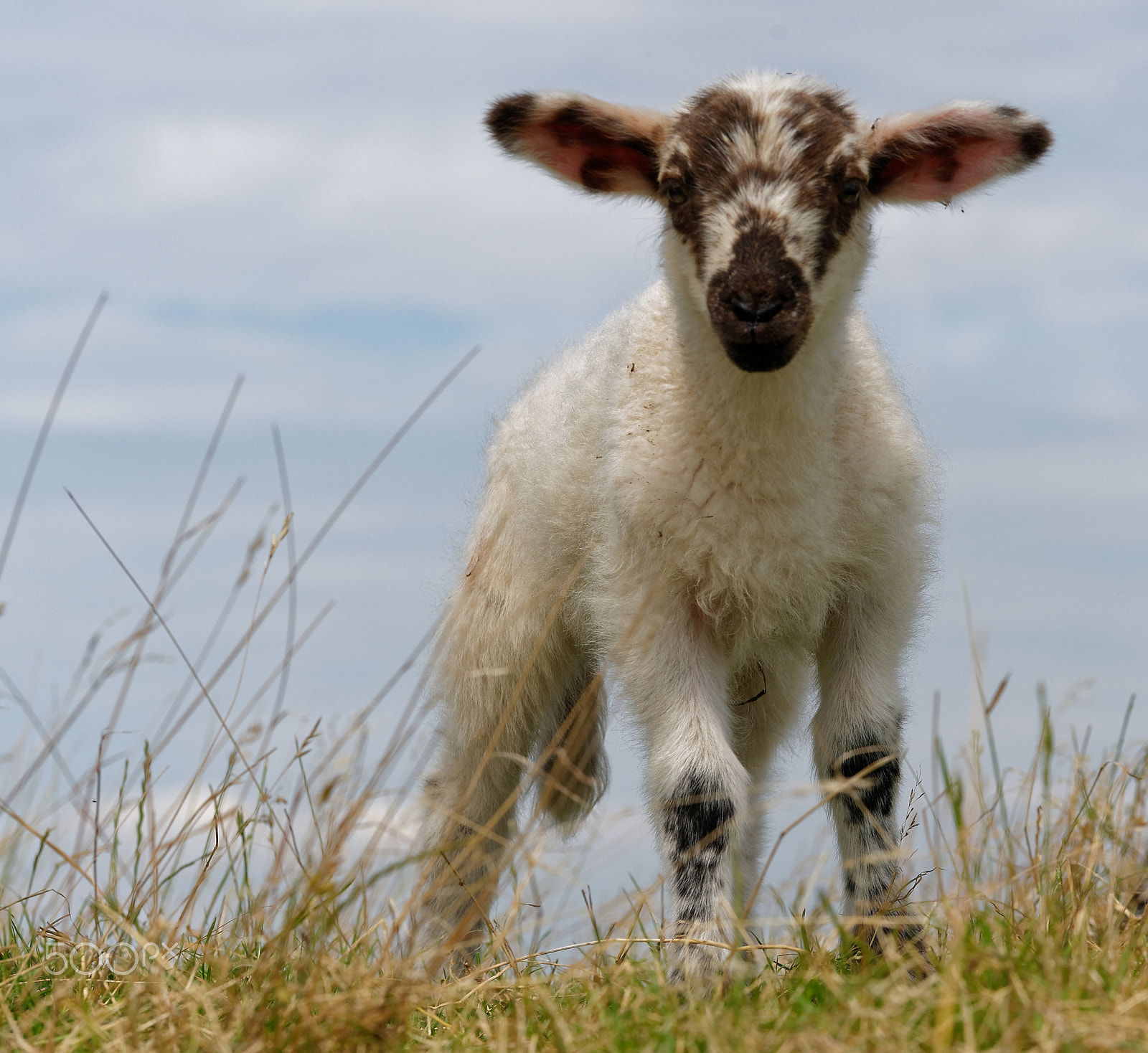 Sony FE 70-200mm F4 G OSS sample photo. Sheep and lambs on dike photography