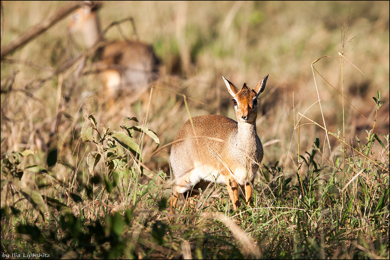 Canon EF 300mm F2.8L IS USM sample photo. Dik-diks of serengeti №1 photography