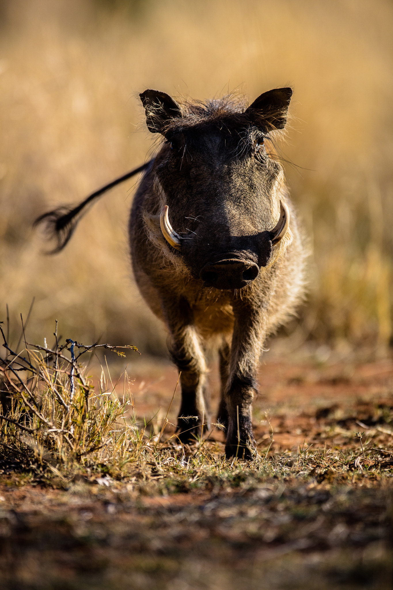 Canon EOS 5DS R sample photo. Warthog photography