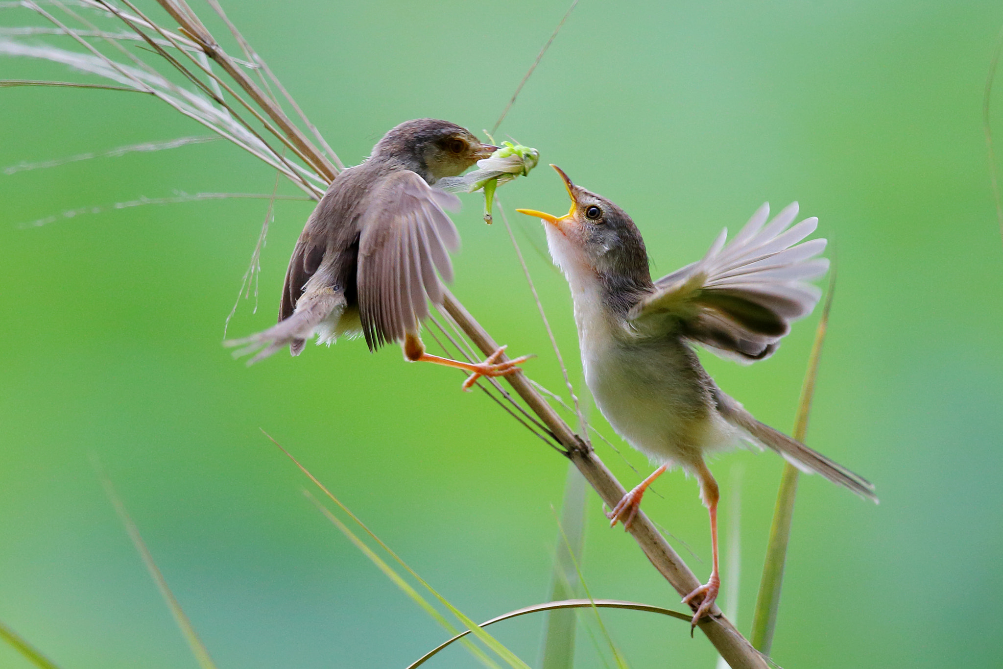 Canon EF 300mm F2.8L IS II USM sample photo. Eat photography