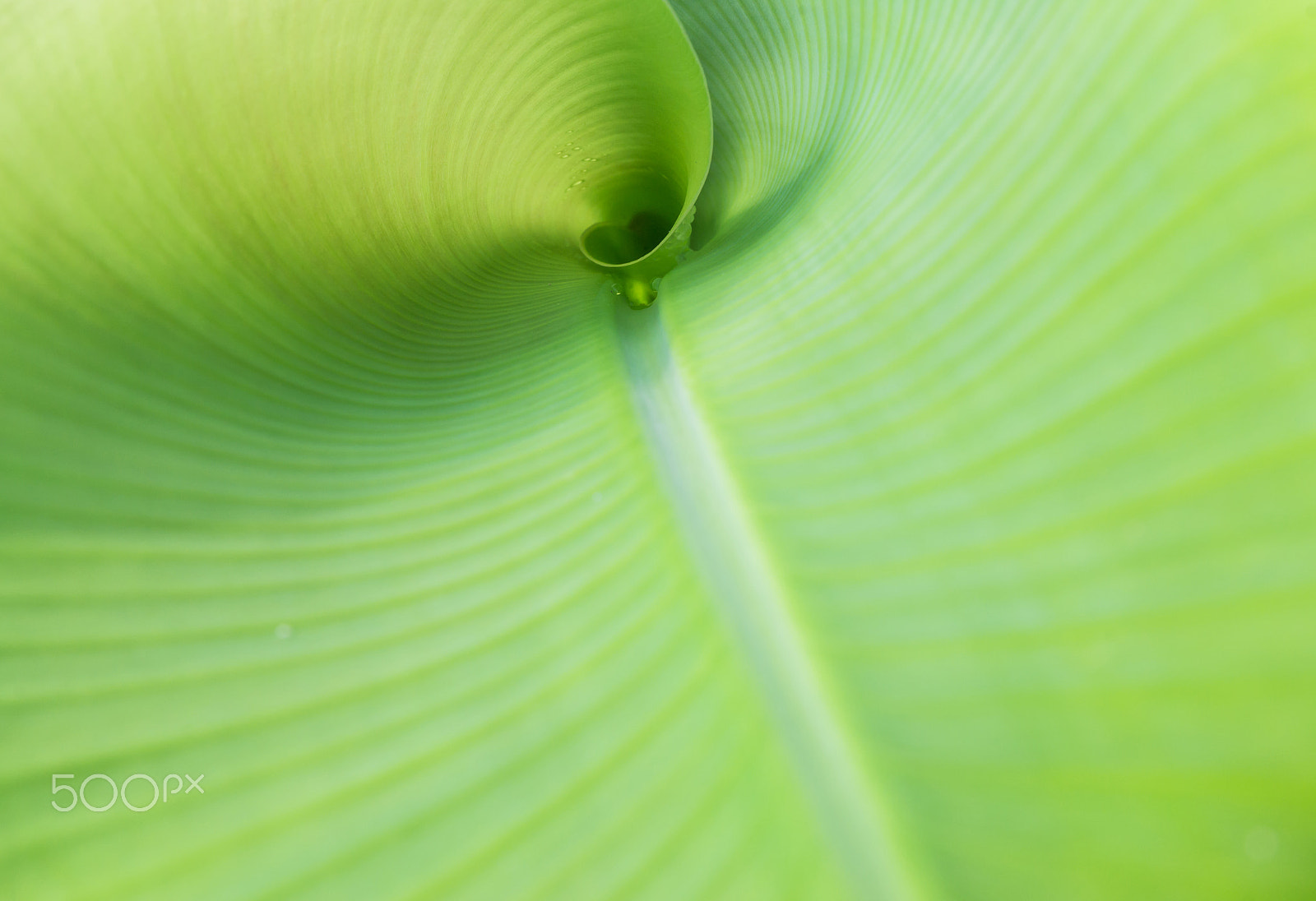 Nikon D3100 sample photo. Leaf photography