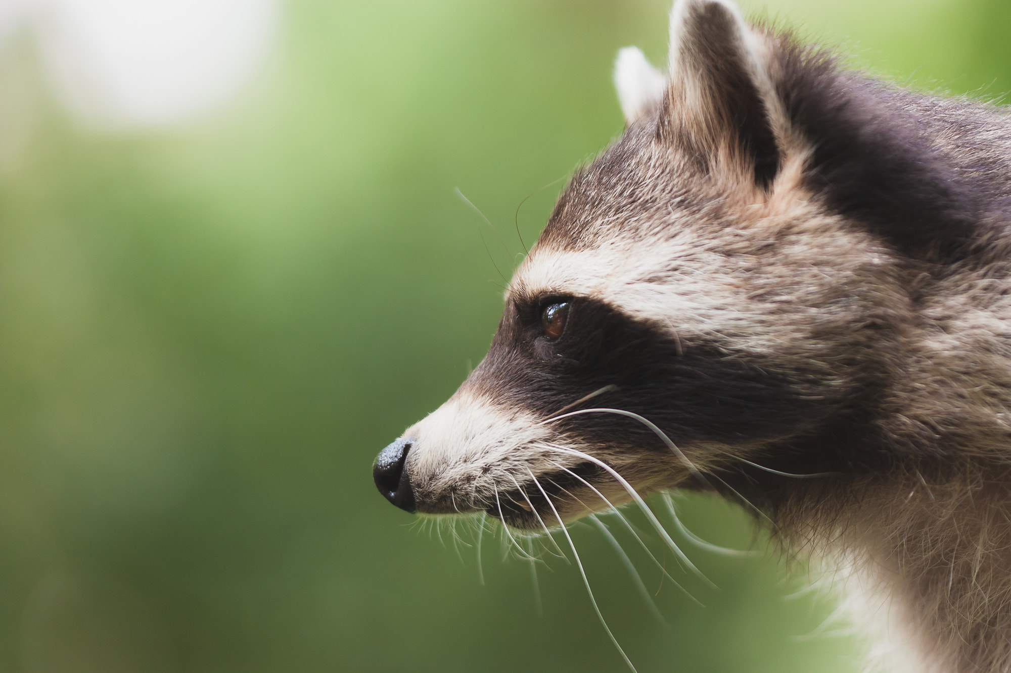 Sigma APO Macro 150mm f/2.8 EX DG HSM sample photo. Photogenic raccoon photography