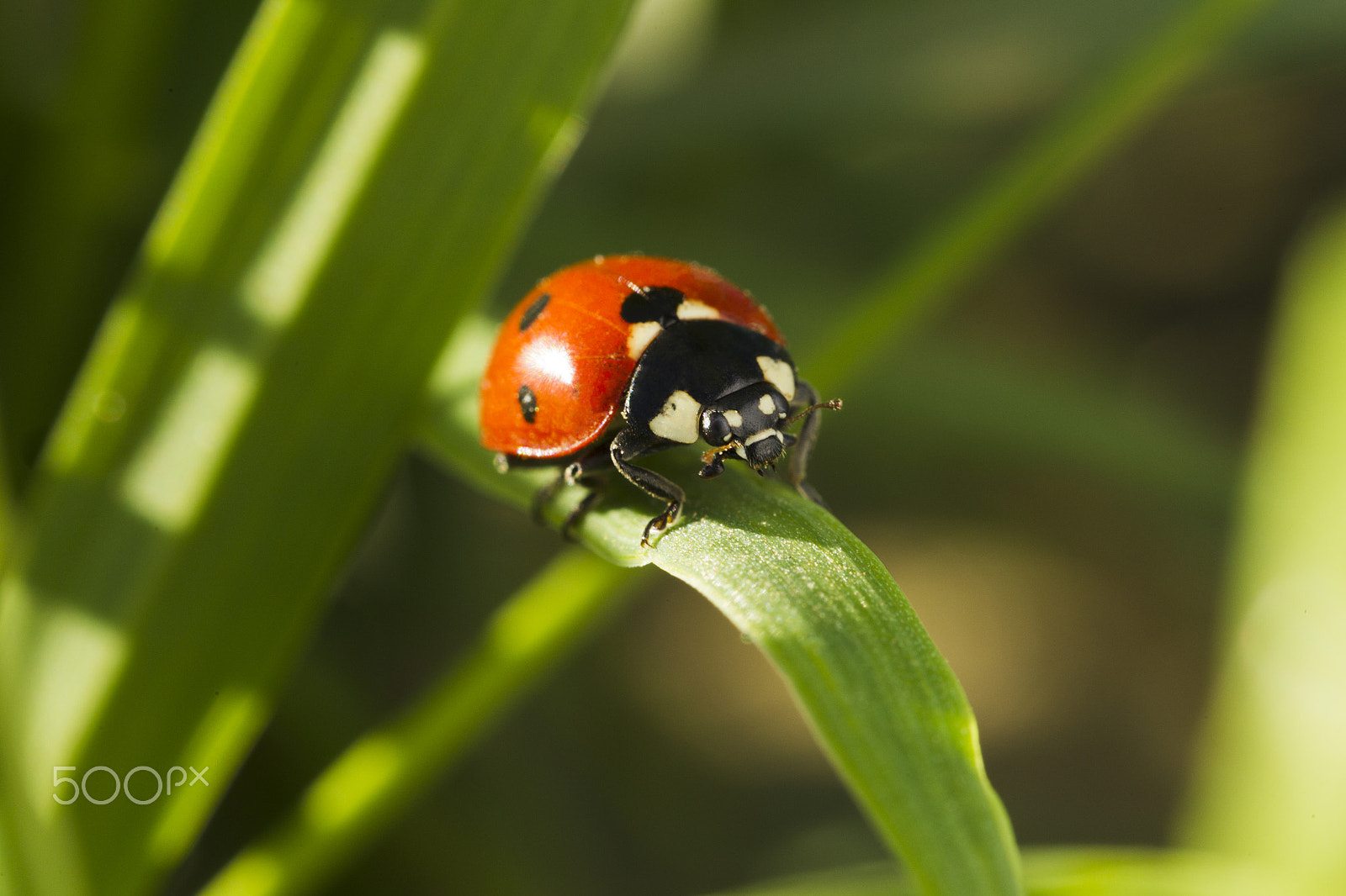 Canon EOS-1D Mark IV sample photo. Beetles ladybug in green grass photography