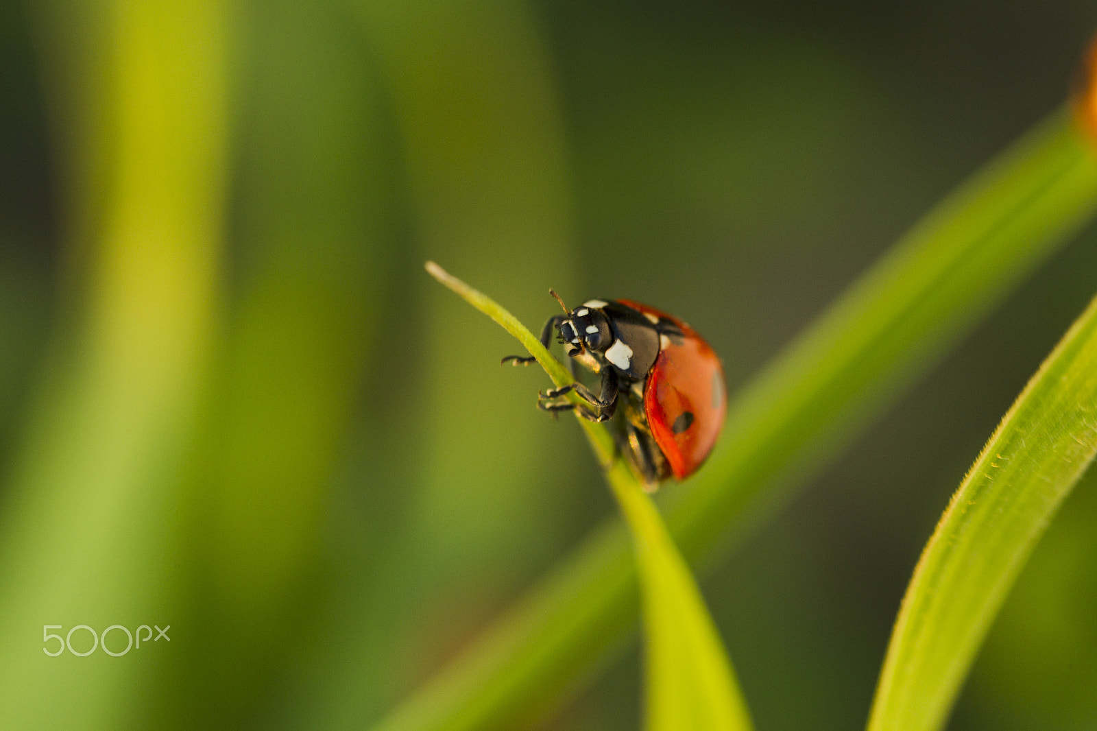 Canon EOS-1D Mark IV + Canon EF 100mm F2.8L Macro IS USM sample photo. Beetles ladybug in green grass photography
