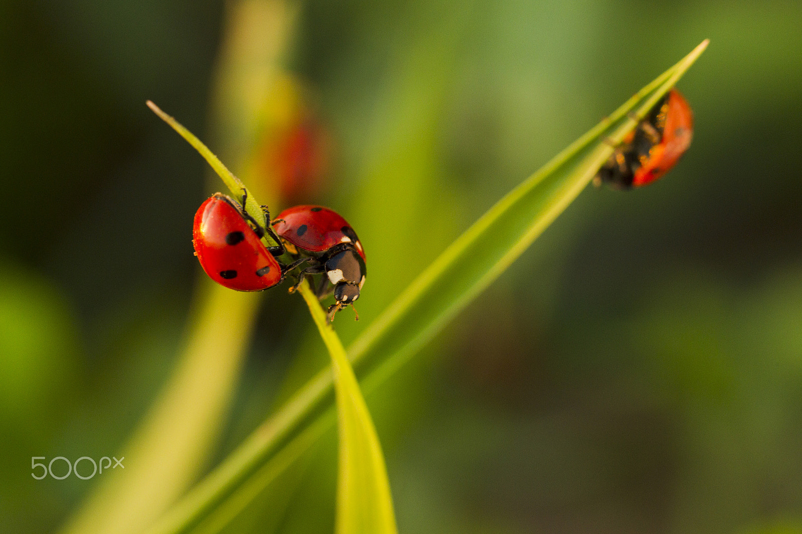 Canon EOS-1D Mark IV sample photo. Beetles ladybug in green grass photography