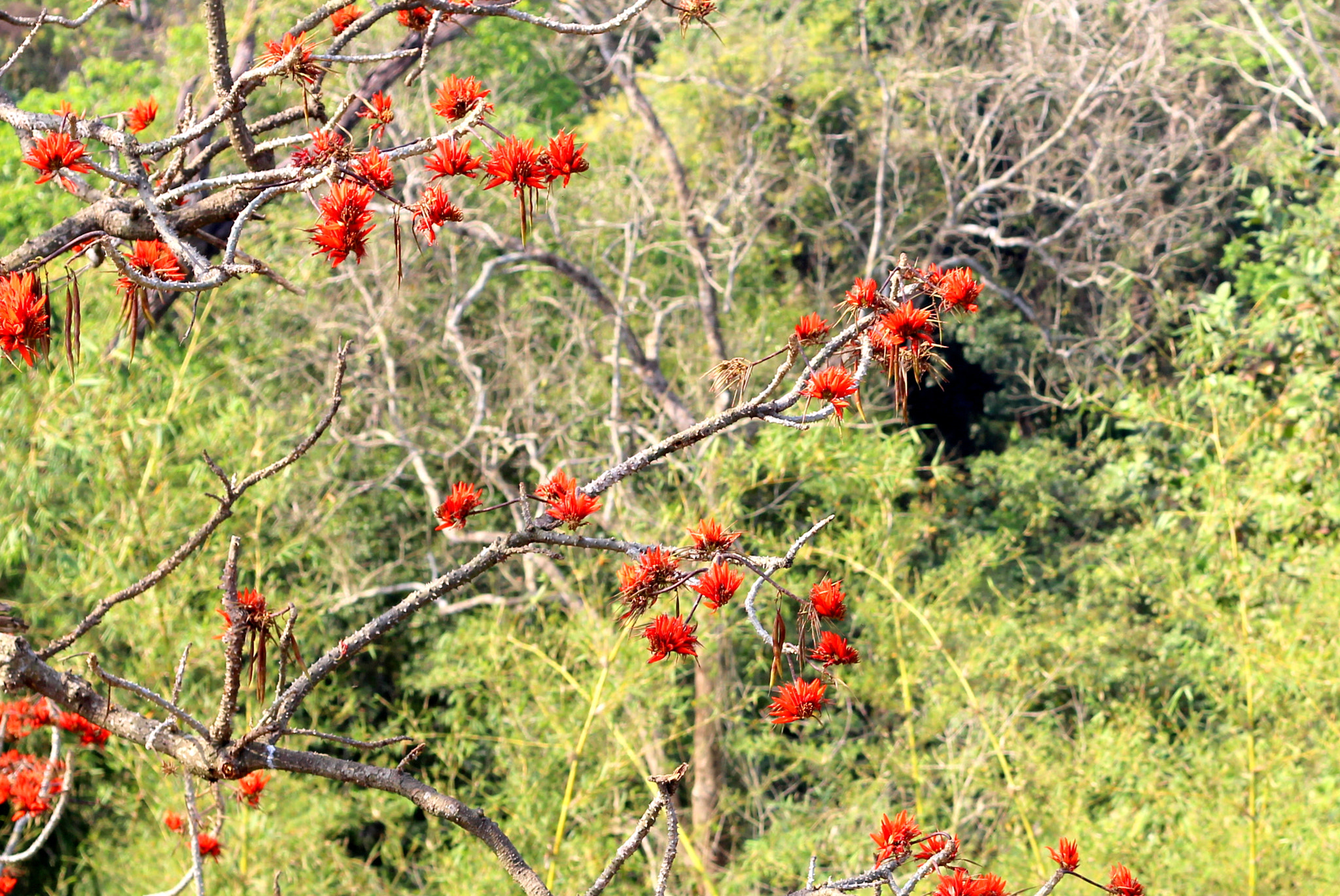 Canon EF 50mm F1.8 II sample photo. Nature photography
