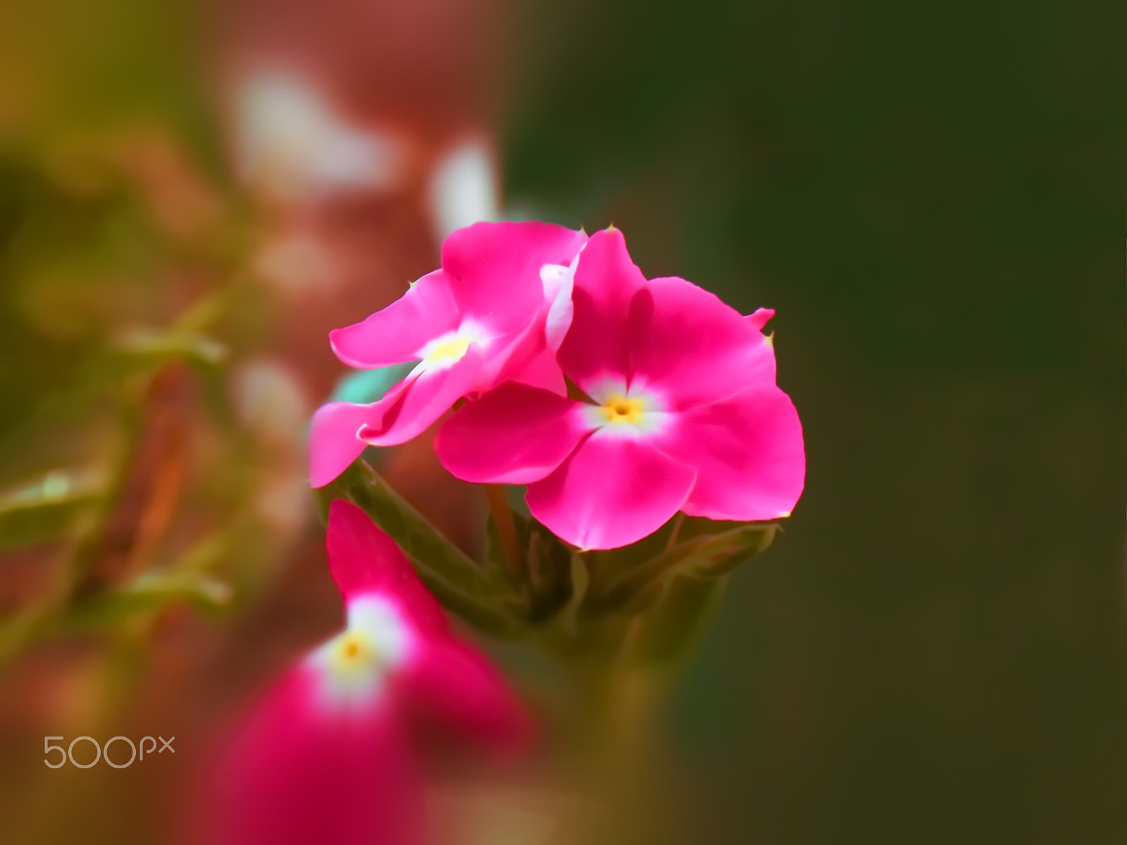 Samsung WB800F sample photo. Beautiful purple flower photography
