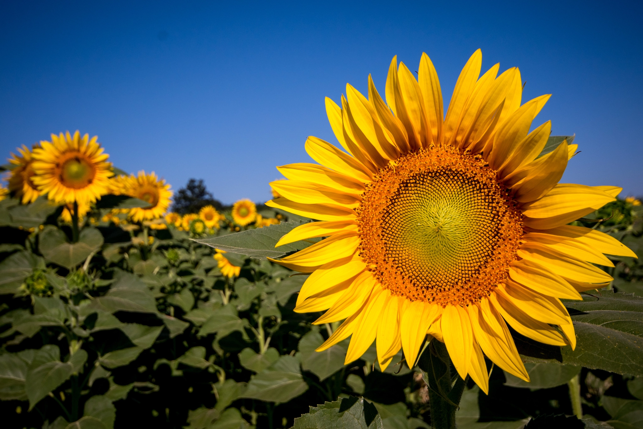 Sigma 10-20mm F4-5.6 EX DC HSM sample photo. Sunflowers photography