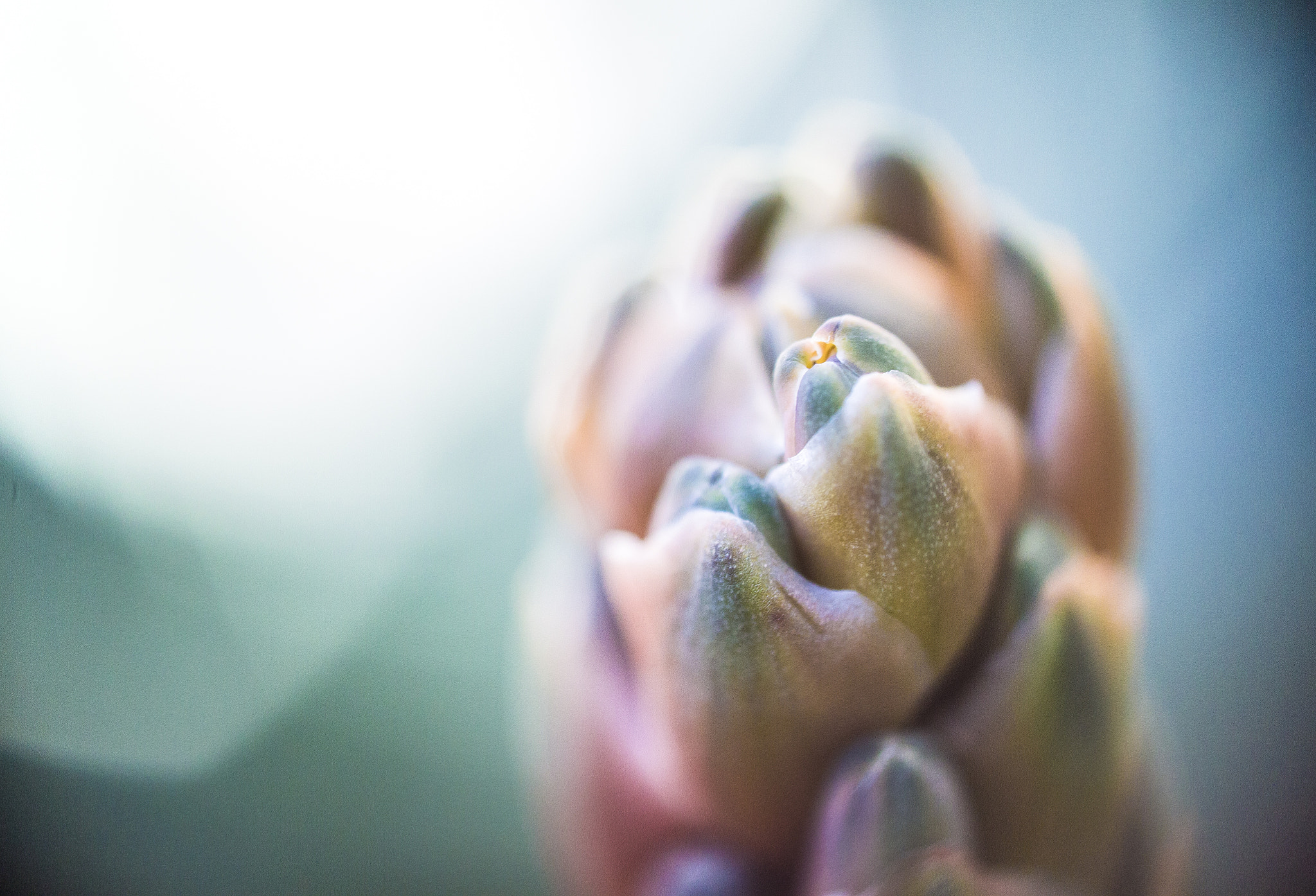 Canon EOS 500D (EOS Rebel T1i / EOS Kiss X3) sample photo. Macro photo of succulent leaves photography