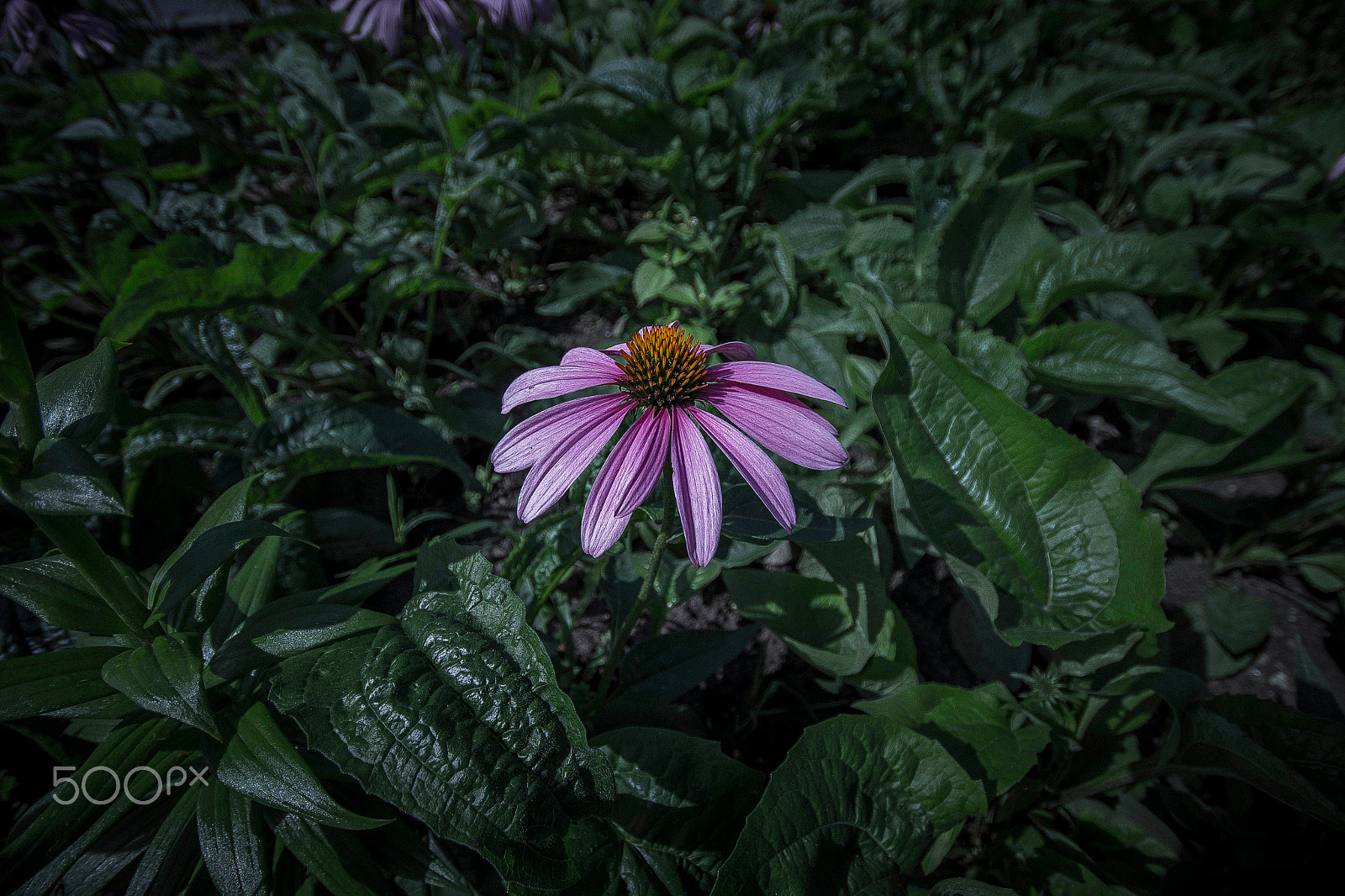 Sigma 10-20mm F4-5.6 EX DC HSM sample photo. Flower photography