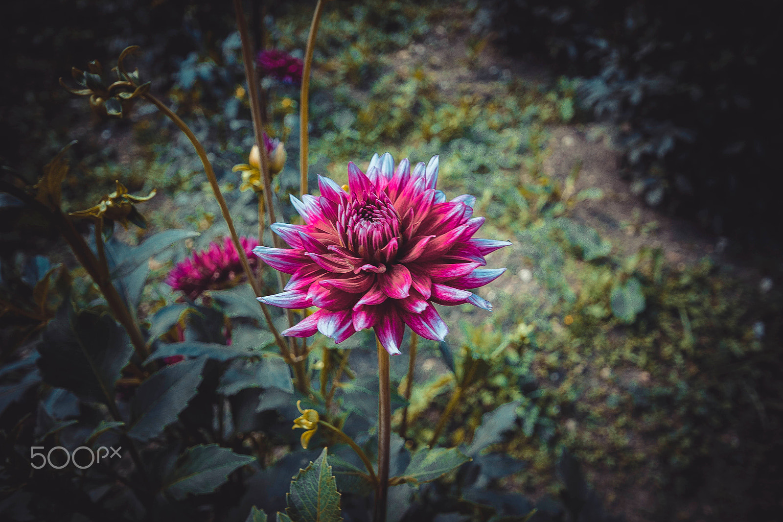 Sigma 10-20mm F4-5.6 EX DC HSM sample photo. Flower for you photography