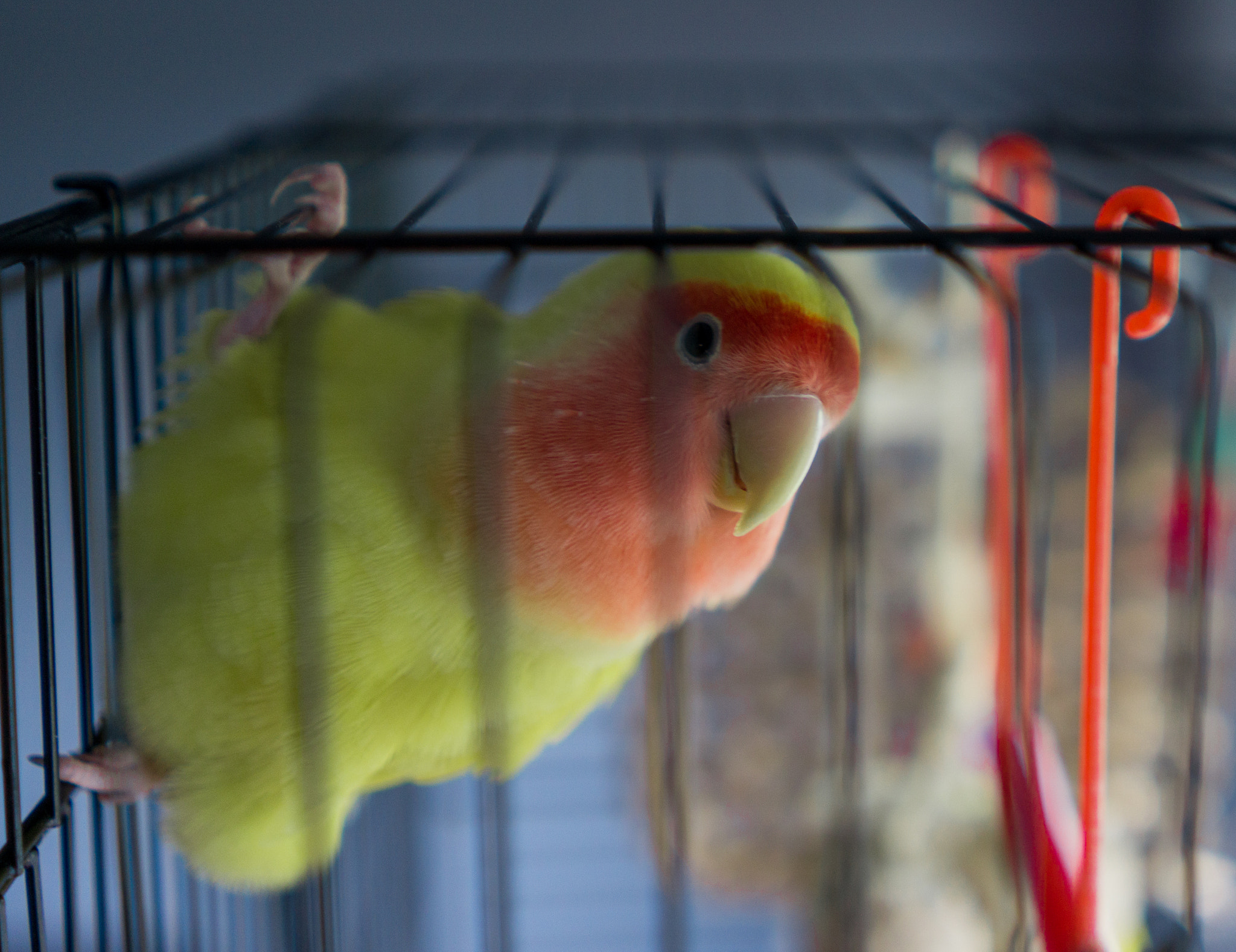 Sony FE 28mm F2 sample photo. Sherbert photography