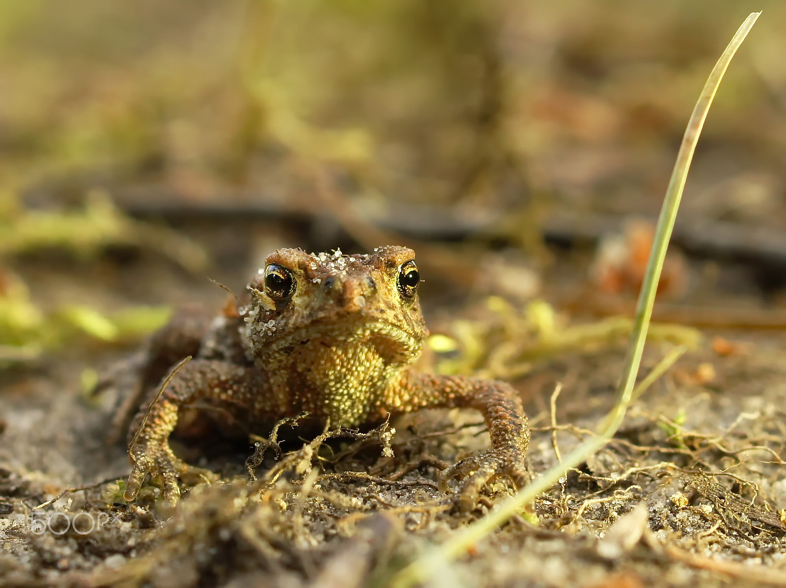 Sony Alpha DSLR-A550 + Sony DT 30mm F2.8 Macro SAM sample photo. A descendant of dragons photography