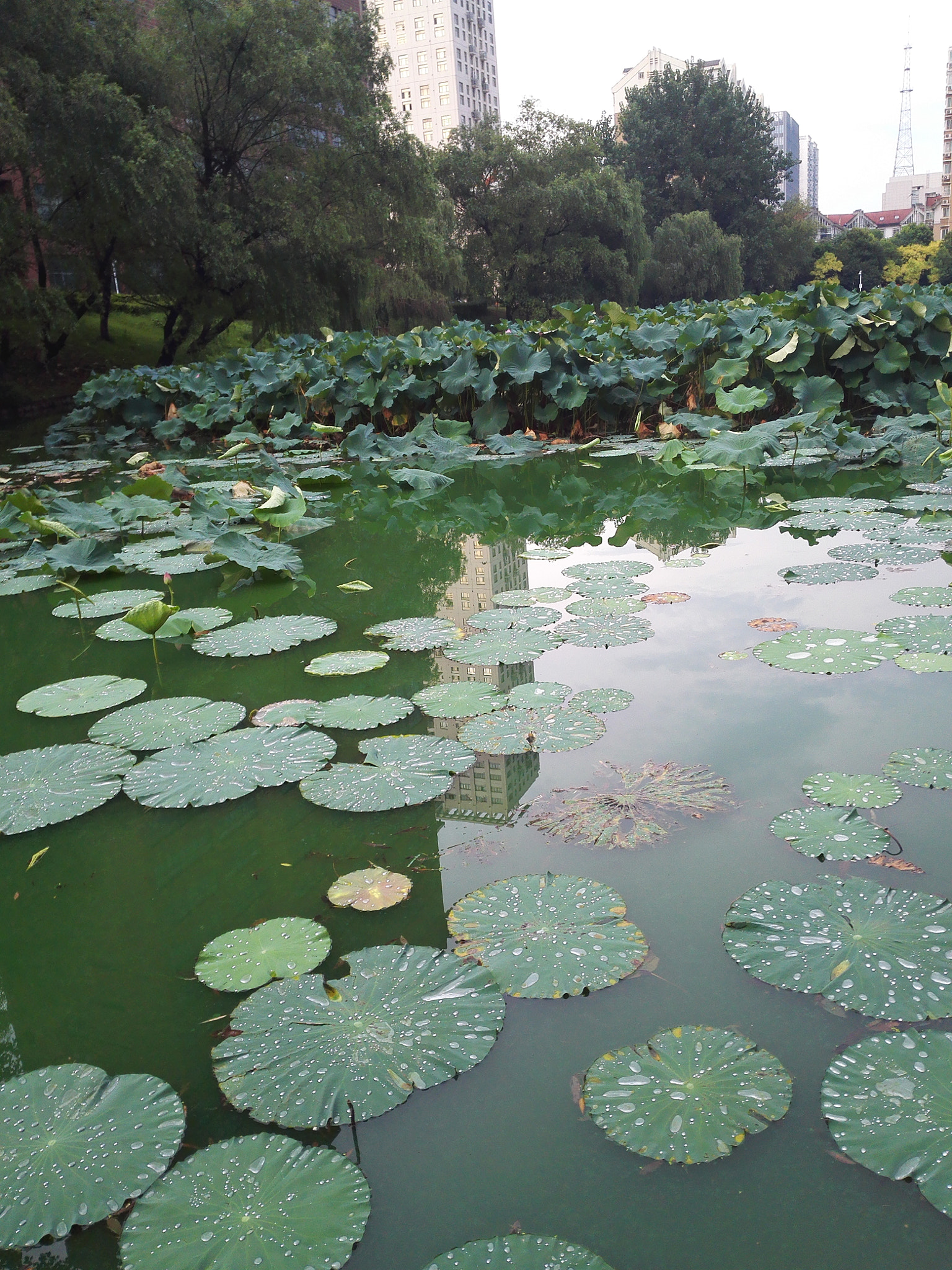 HUAWEI PE-TL20 sample photo. Lotus poool at ustc campus in summer photography