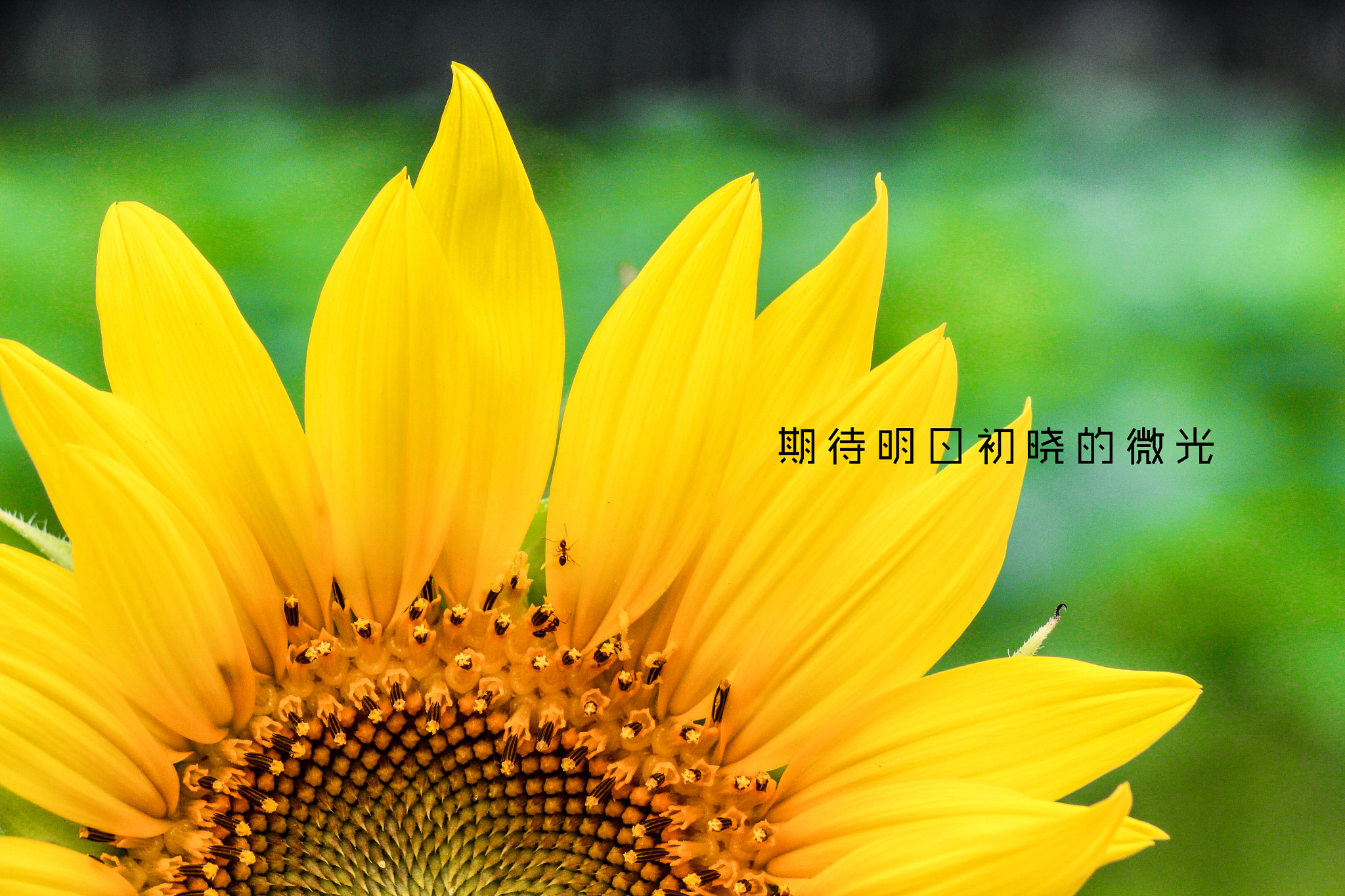 Canon EOS 650D (EOS Rebel T4i / EOS Kiss X6i) sample photo. 执着的追光者 —— 期待明日初晓的微光 photography