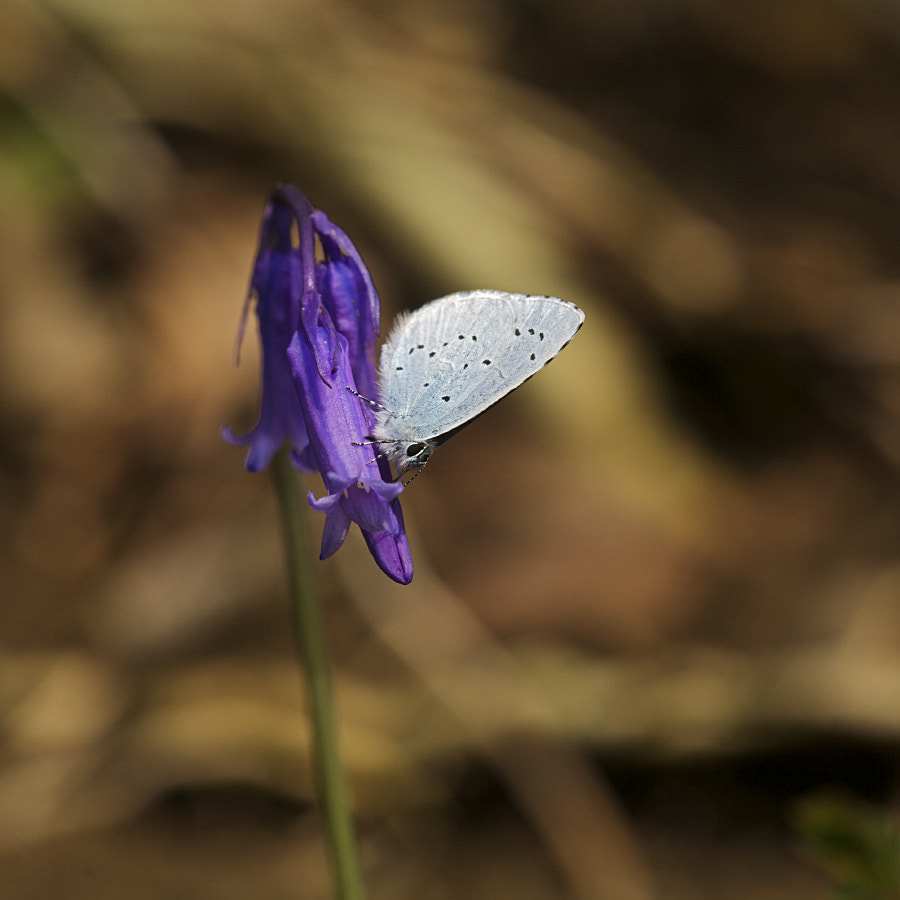 Sigma APO Macro 150mm f/2.8 EX DG HSM sample photo. Celastrina argiolus photography
