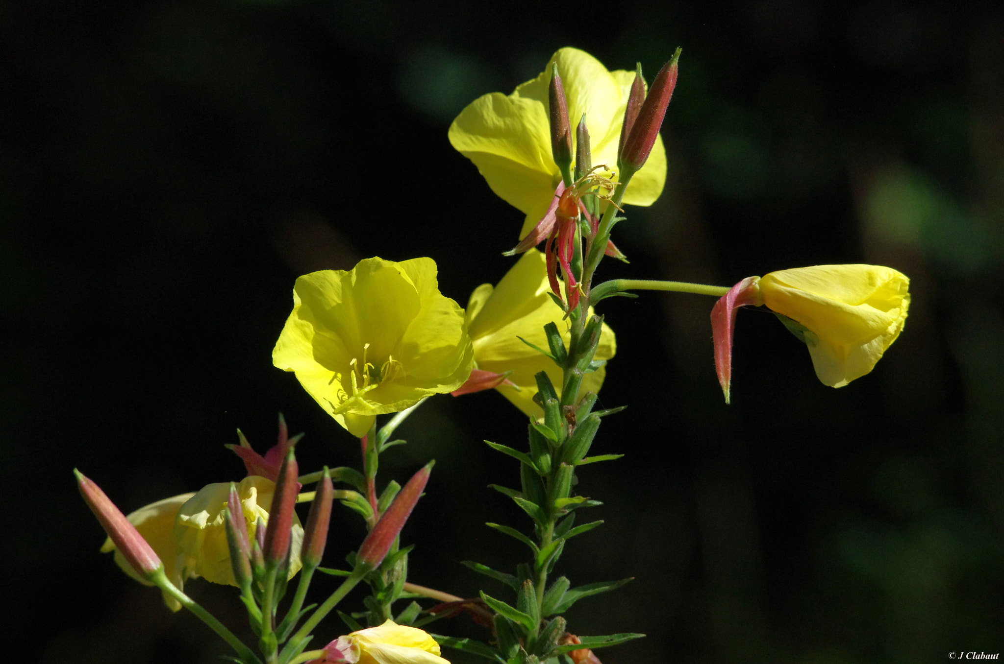 Sigma 150-500mm F5-6.3 DG OS HSM sample photo. Narcisse photography