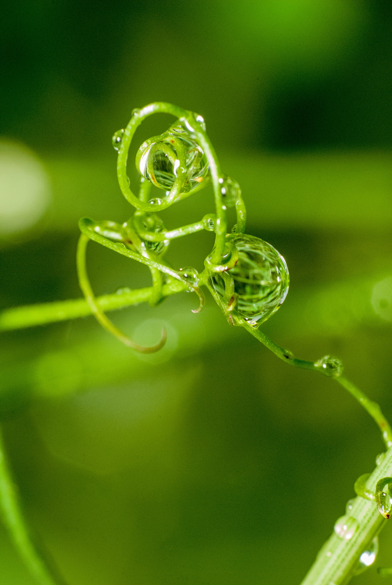 Nikon D3000 sample photo. Drops photography