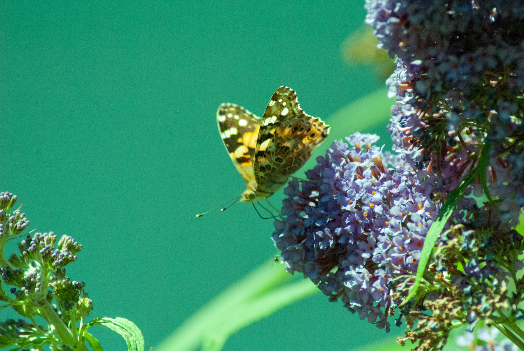 Nikon D3000 sample photo. Drops photography