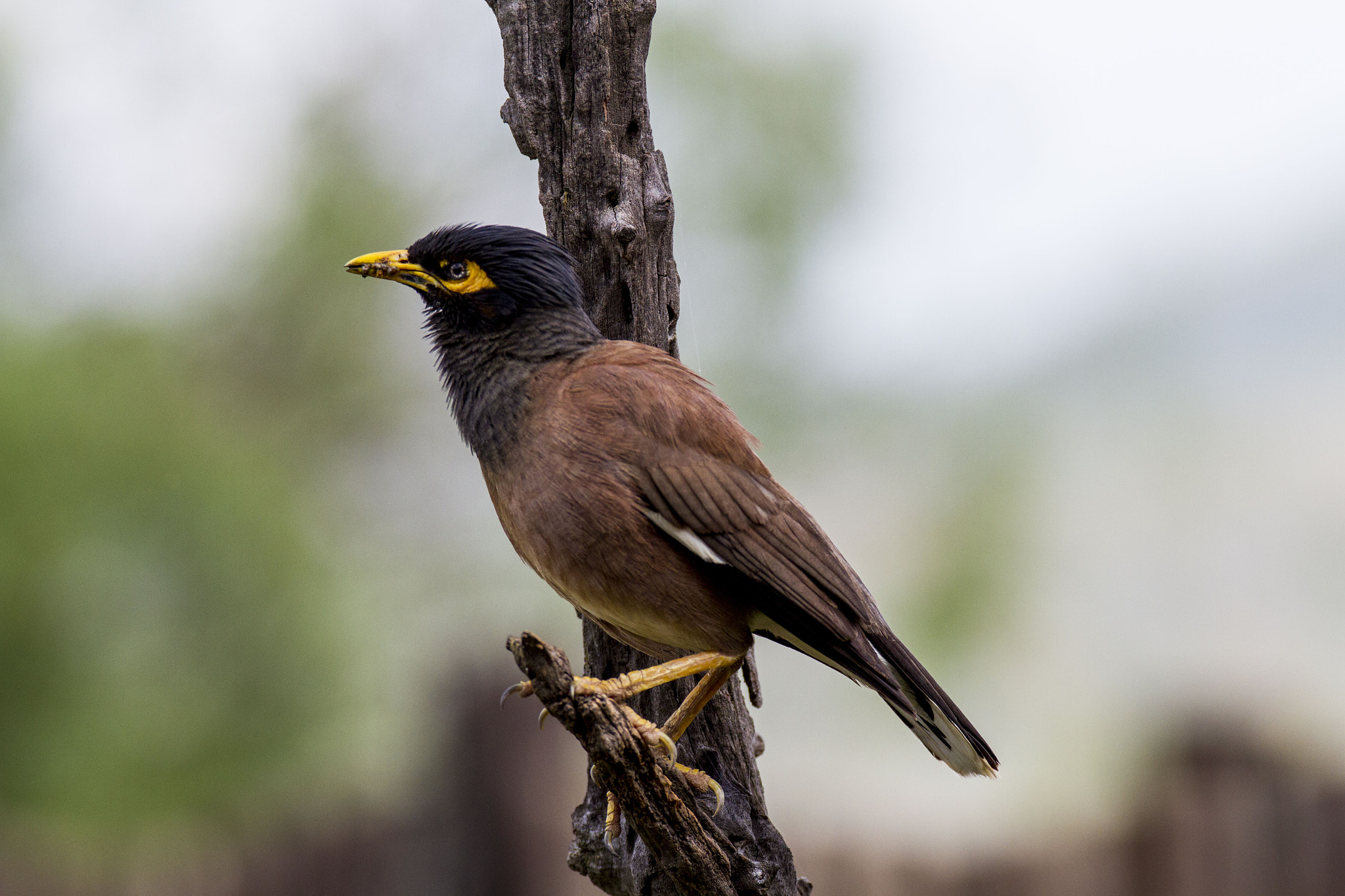 Canon EOS 7D + Sigma 120-300mm F2.8 EX DG HSM sample photo. Indian miner photography