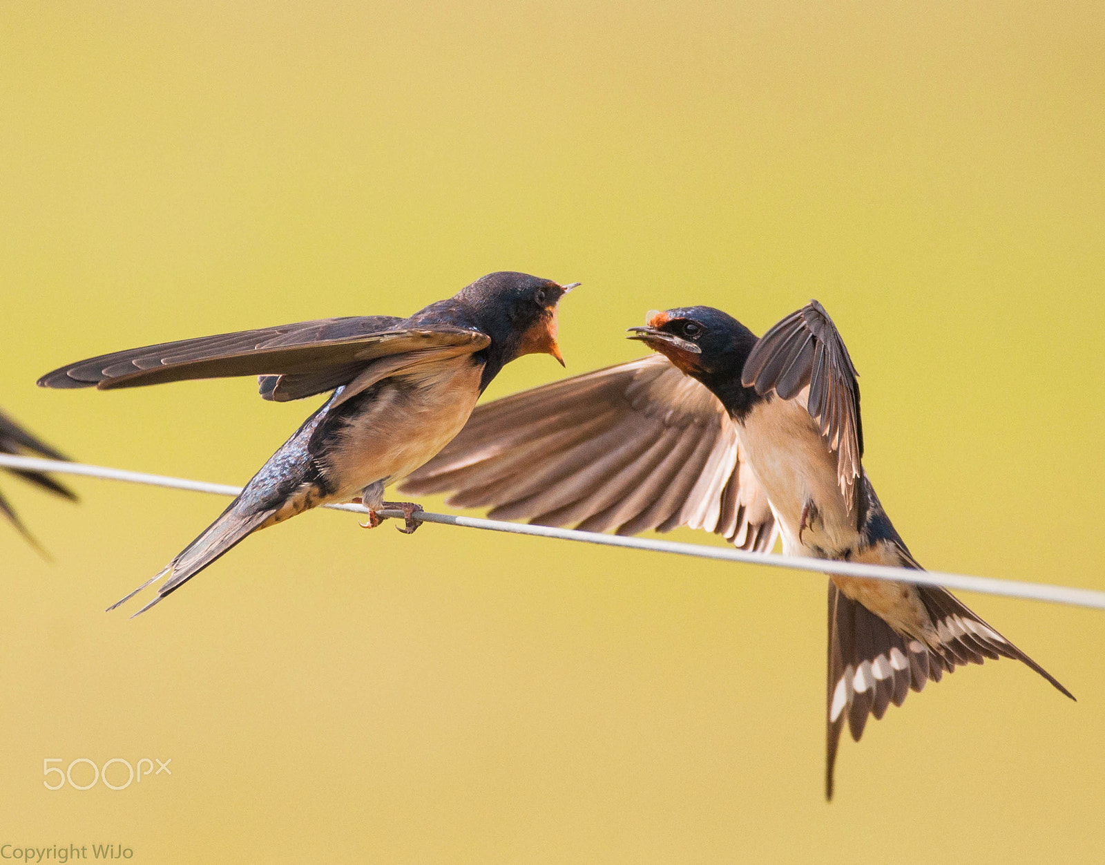Sigma 150-600mm F5-6.3 DG OS HSM | C sample photo. Barn swallow photography