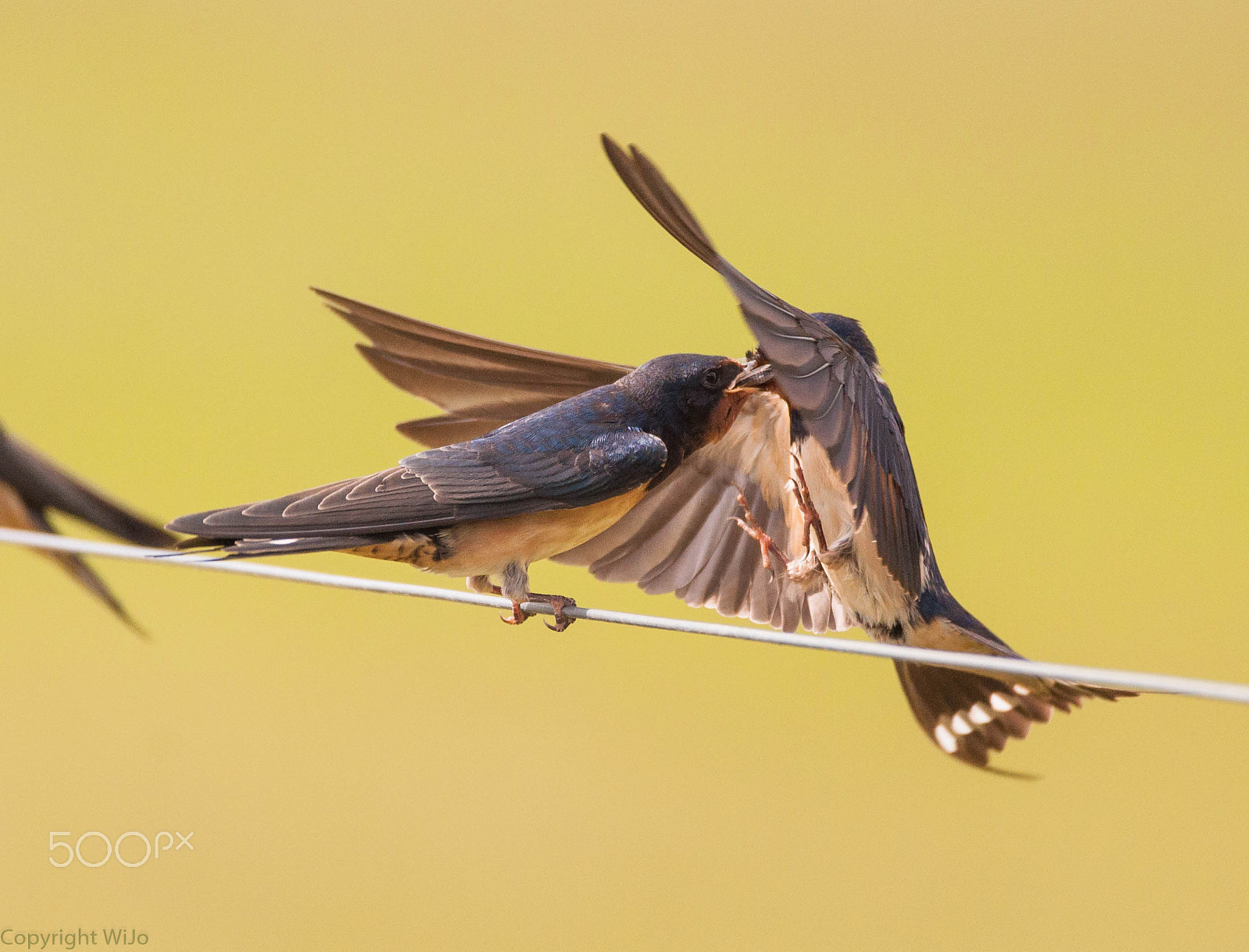 Sigma 150-600mm F5-6.3 DG OS HSM | C sample photo. Barn swallow photography