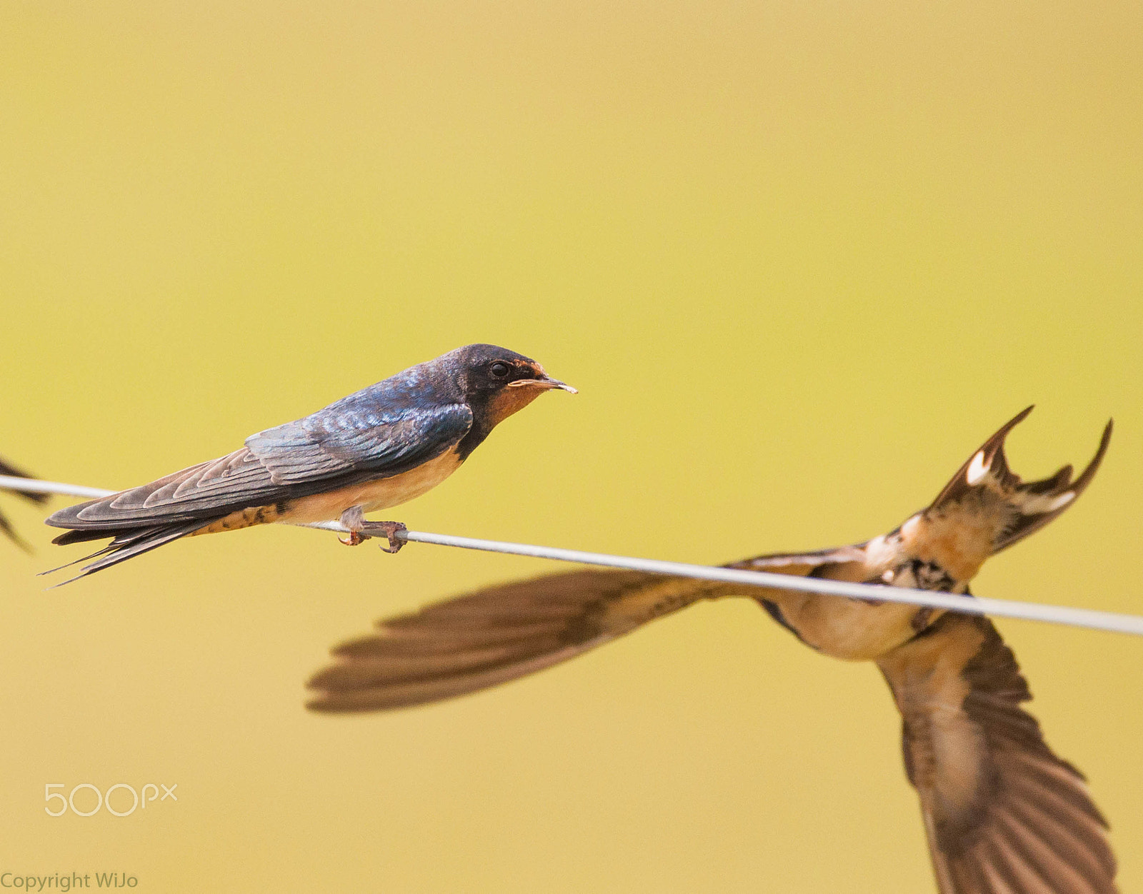 Sigma 150-600mm F5-6.3 DG OS HSM | C sample photo. Barn swallow photography