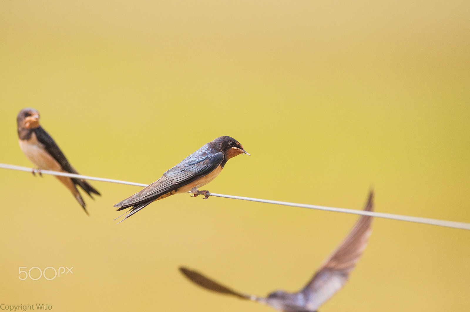Sigma 150-600mm F5-6.3 DG OS HSM | C sample photo. Barn swallow photography