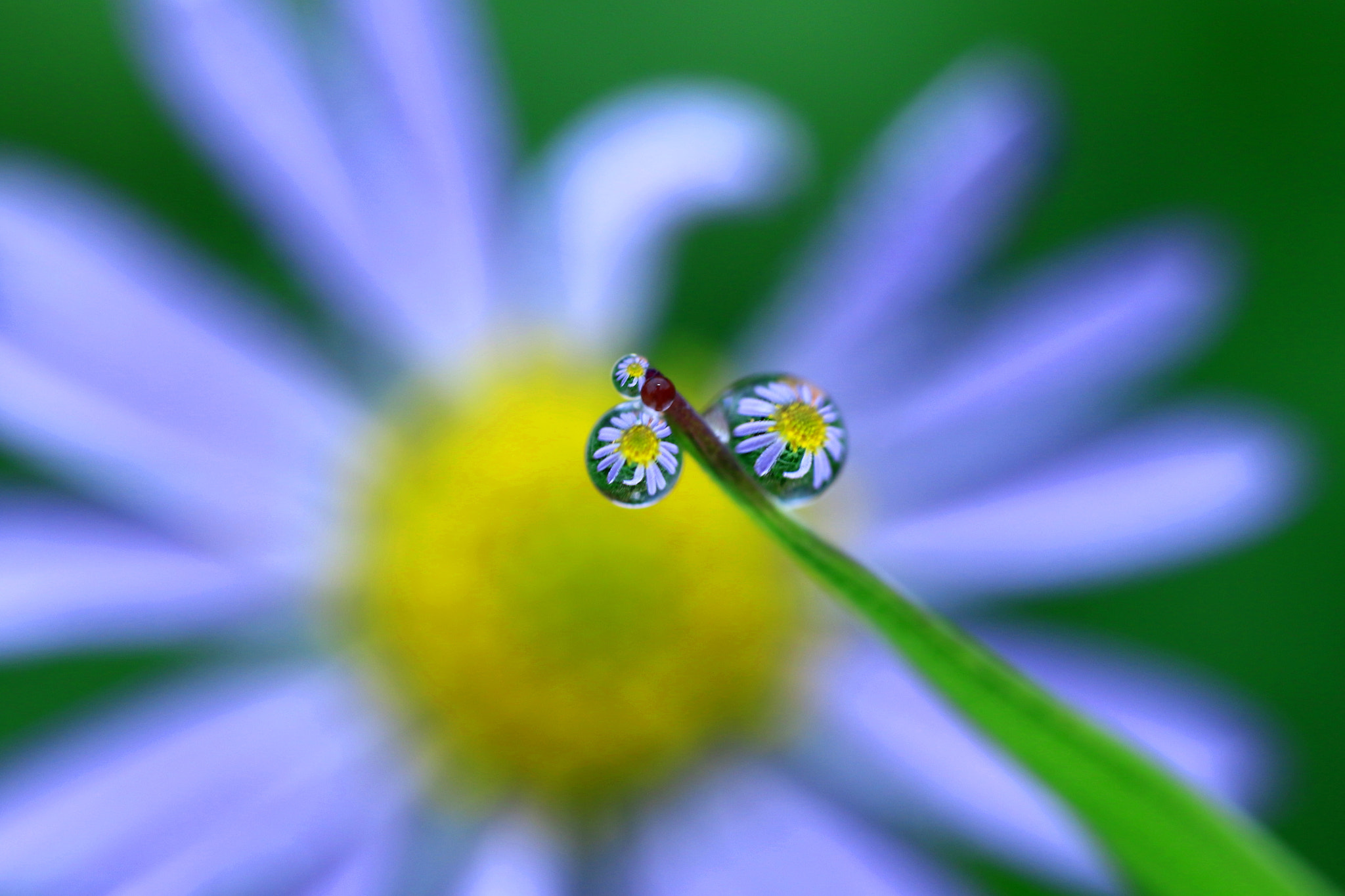 Canon MP-E 65mm F2.5 1-5x Macro Photo sample photo. Lovely drops photography