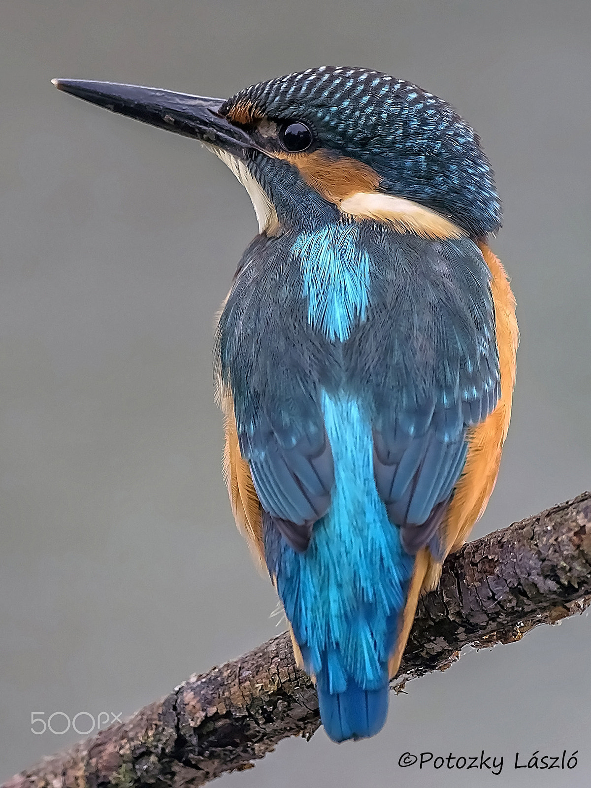 Olympus OM-D E-M1 + OLYMPUS M.300mm F4.0 sample photo. Kingfisher photography
