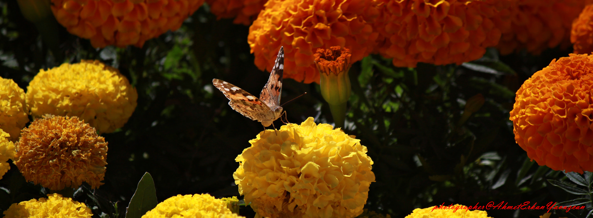 Canon EOS 500D (EOS Rebel T1i / EOS Kiss X3) sample photo. Butterflies and flowers photography