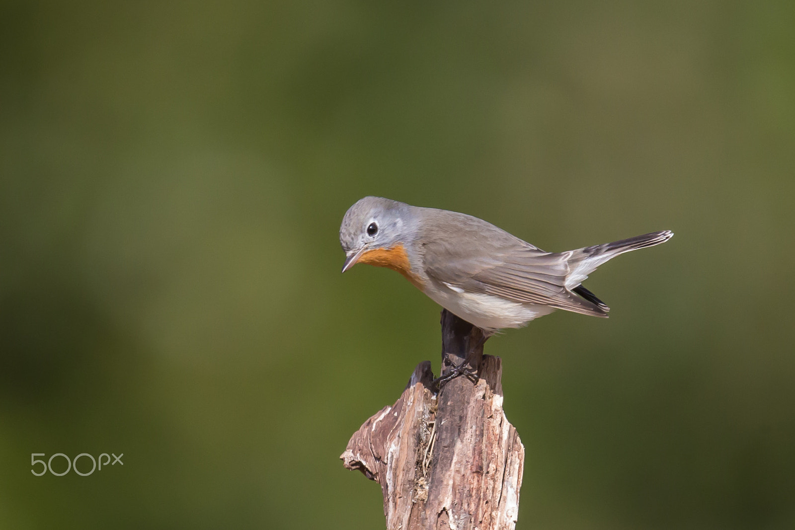 Canon EF 500mm F4L IS II USM sample photo. Just landing on photography