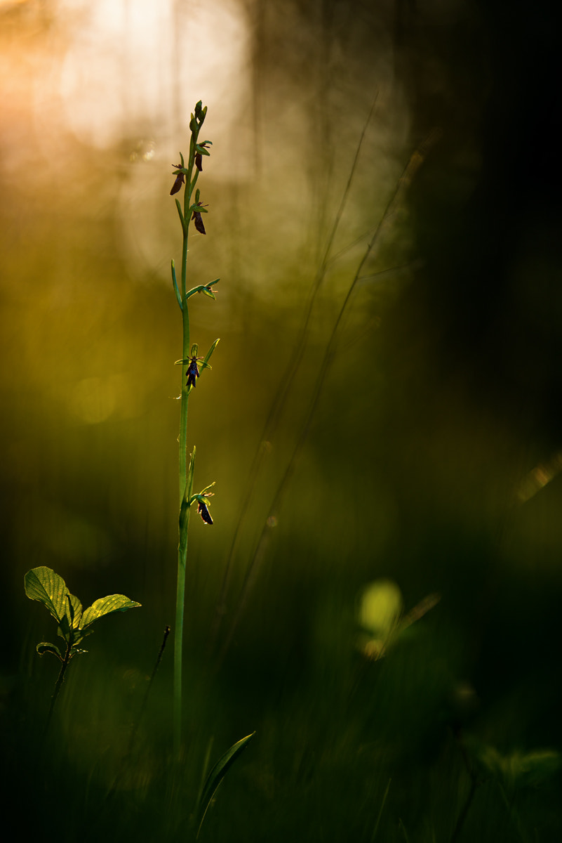 Nikon AF-S Nikkor 200mm F2G ED-IF VR sample photo. - ophrys insectifera - photography