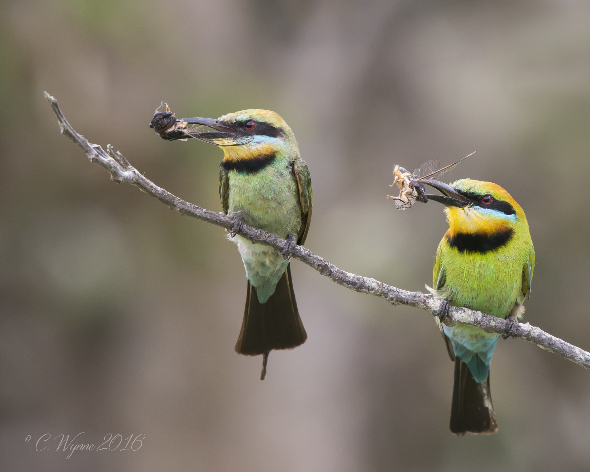 Nikon Nikkor AF-S 300mm F4E PF ED VR sample photo. Rainbow- bee-eaters photography