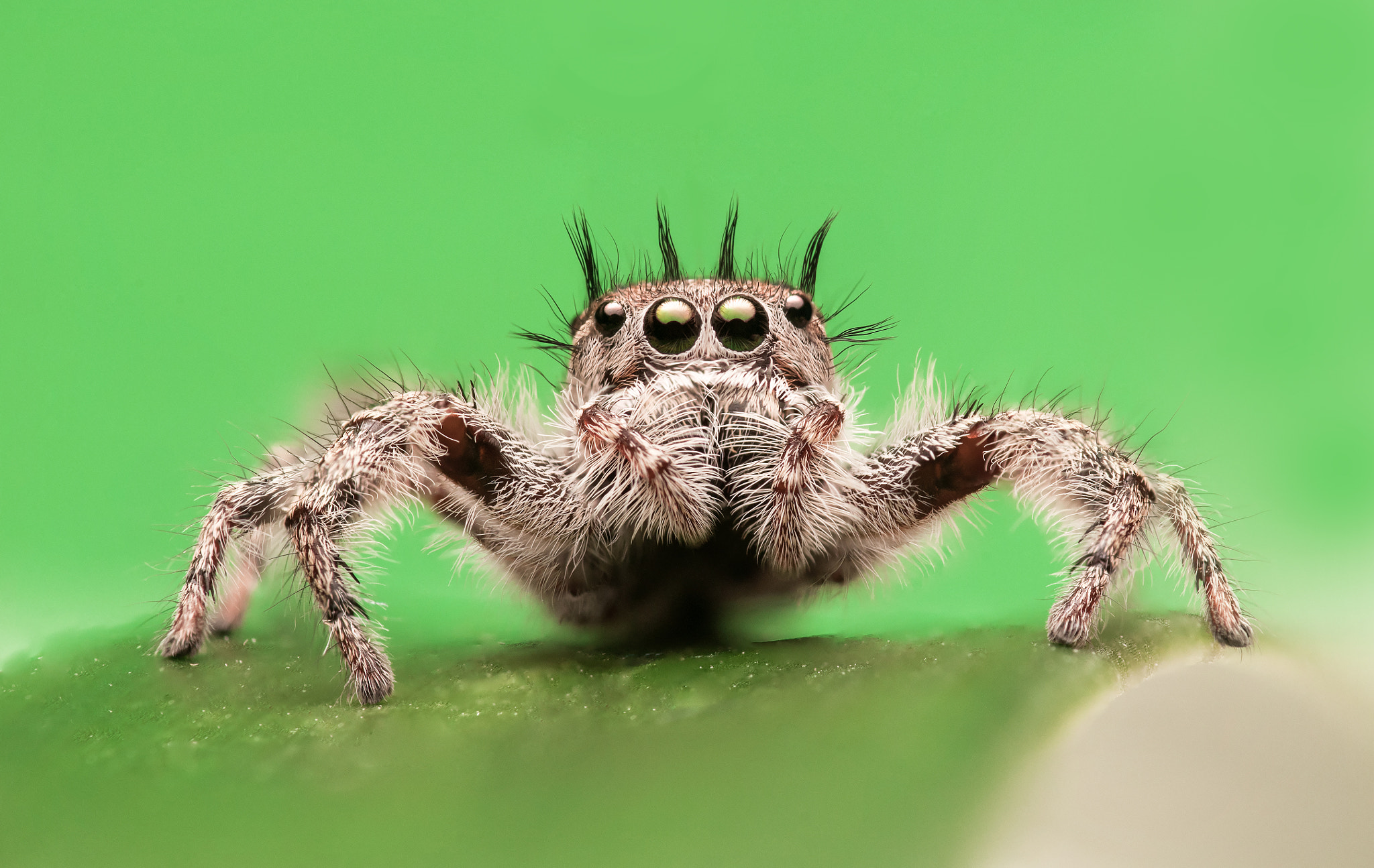 Nikon D300 sample photo. Phidippus putnami photography