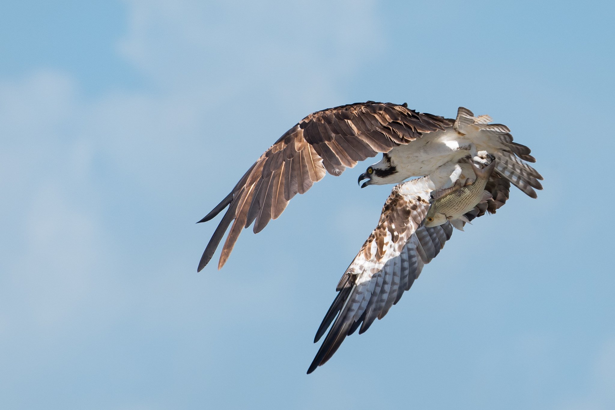Nikon AF-S Nikkor 300mm F2.8G ED VR II sample photo. Back to the nest photography