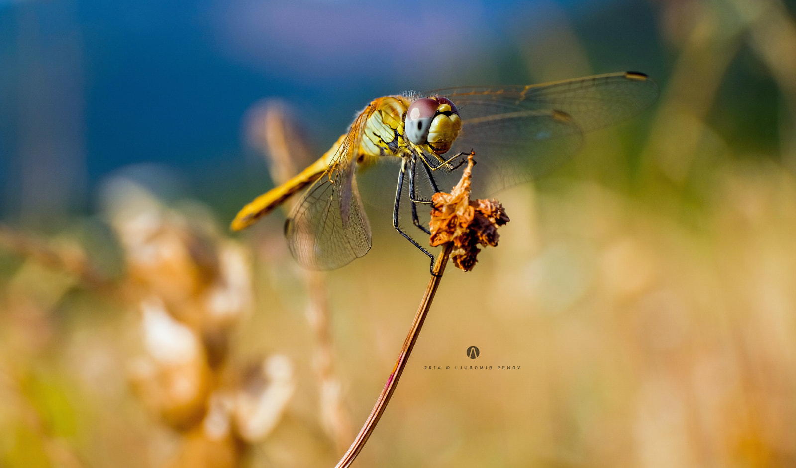 Fujifilm X-T1 + ZEISS Touit 50mm F2.8 sample photo. Yellow odonata 2 (aeshna) photography