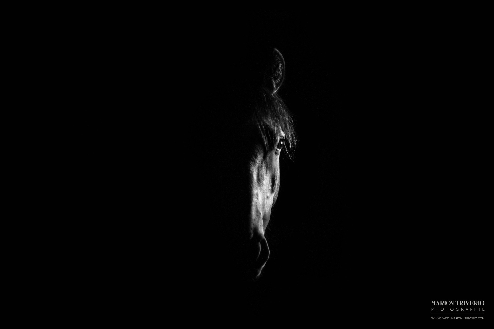 Canon EOS 7D + Canon EF 50mm F1.8 II sample photo. Horses expressions 3 photography