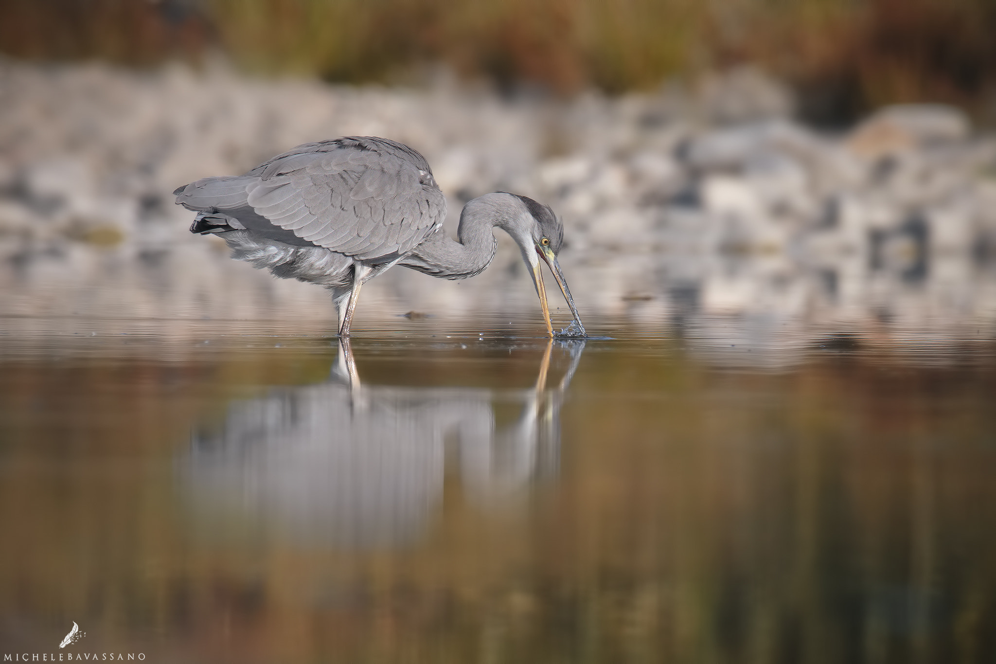 150-600mm F5-6.3 DG OS HSM | Sports 014 sample photo. Grey heron photography