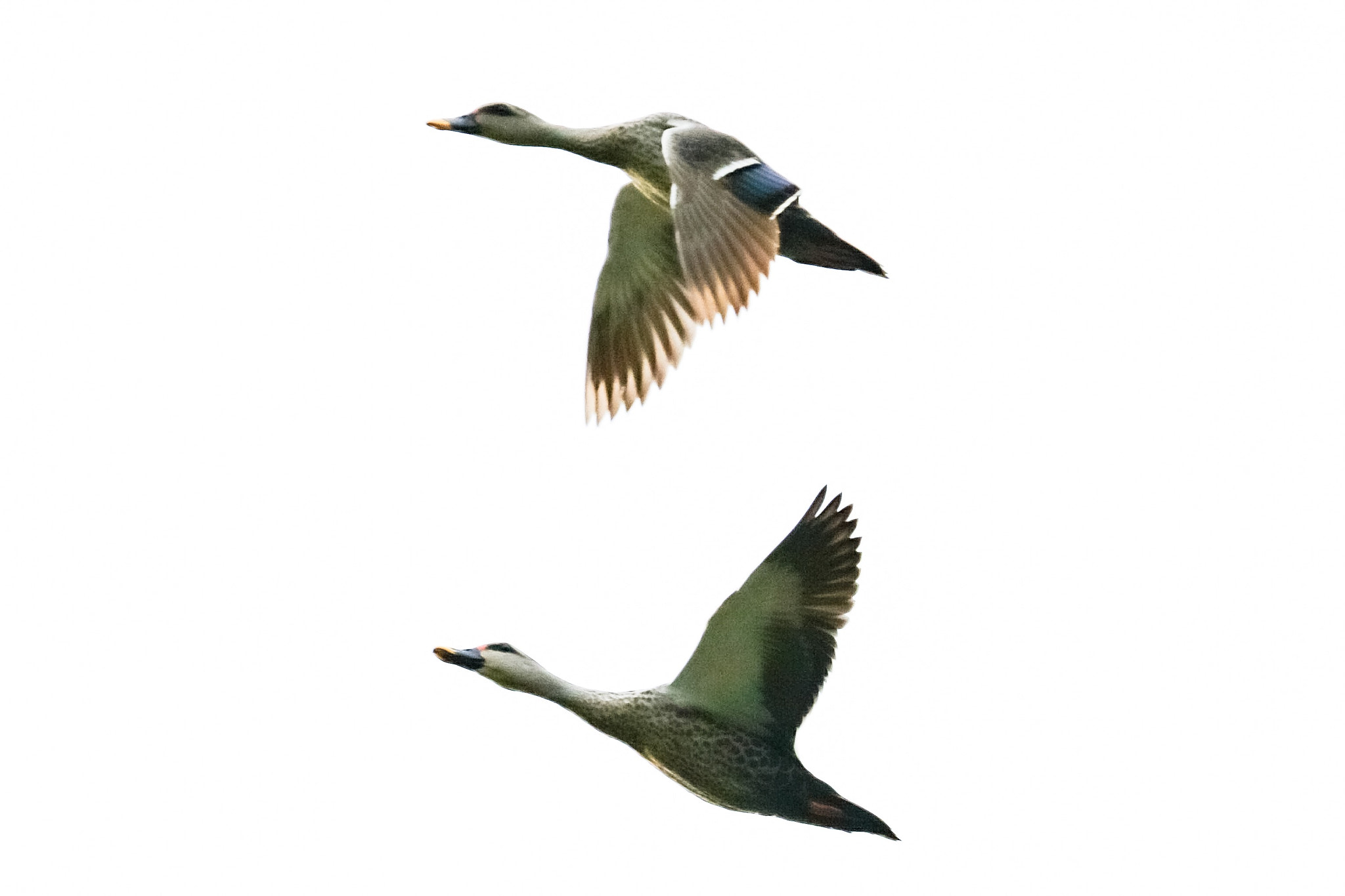 Canon EF 100-400mm F4.5-5.6L IS USM sample photo